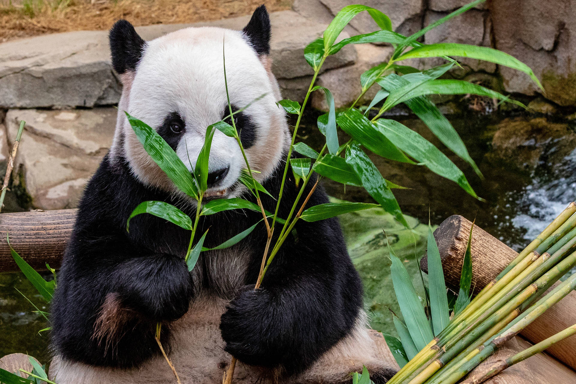 Panda Eet Bamboes — Panda Muurpapier