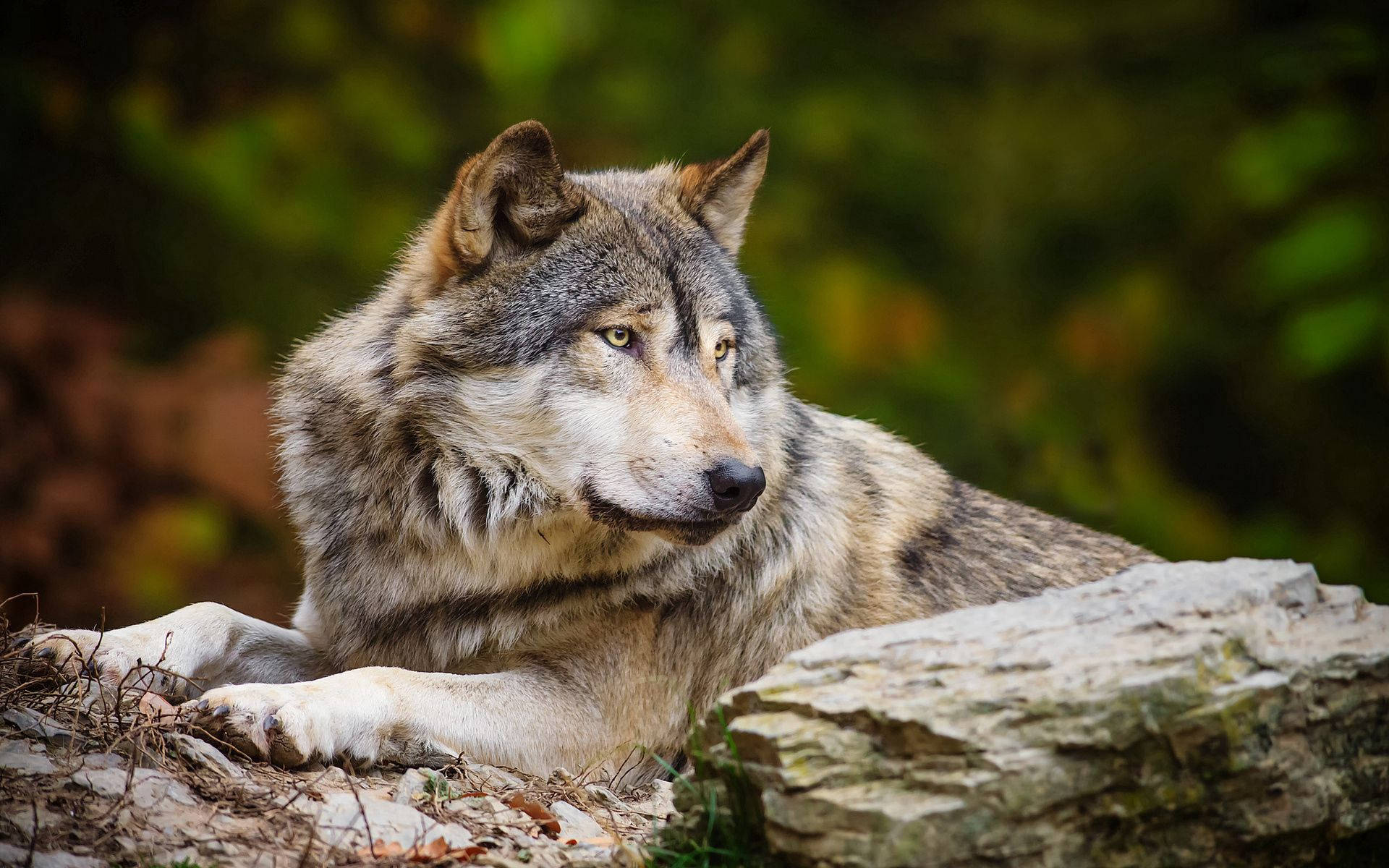 Wolf Agtergronde Muurpapier