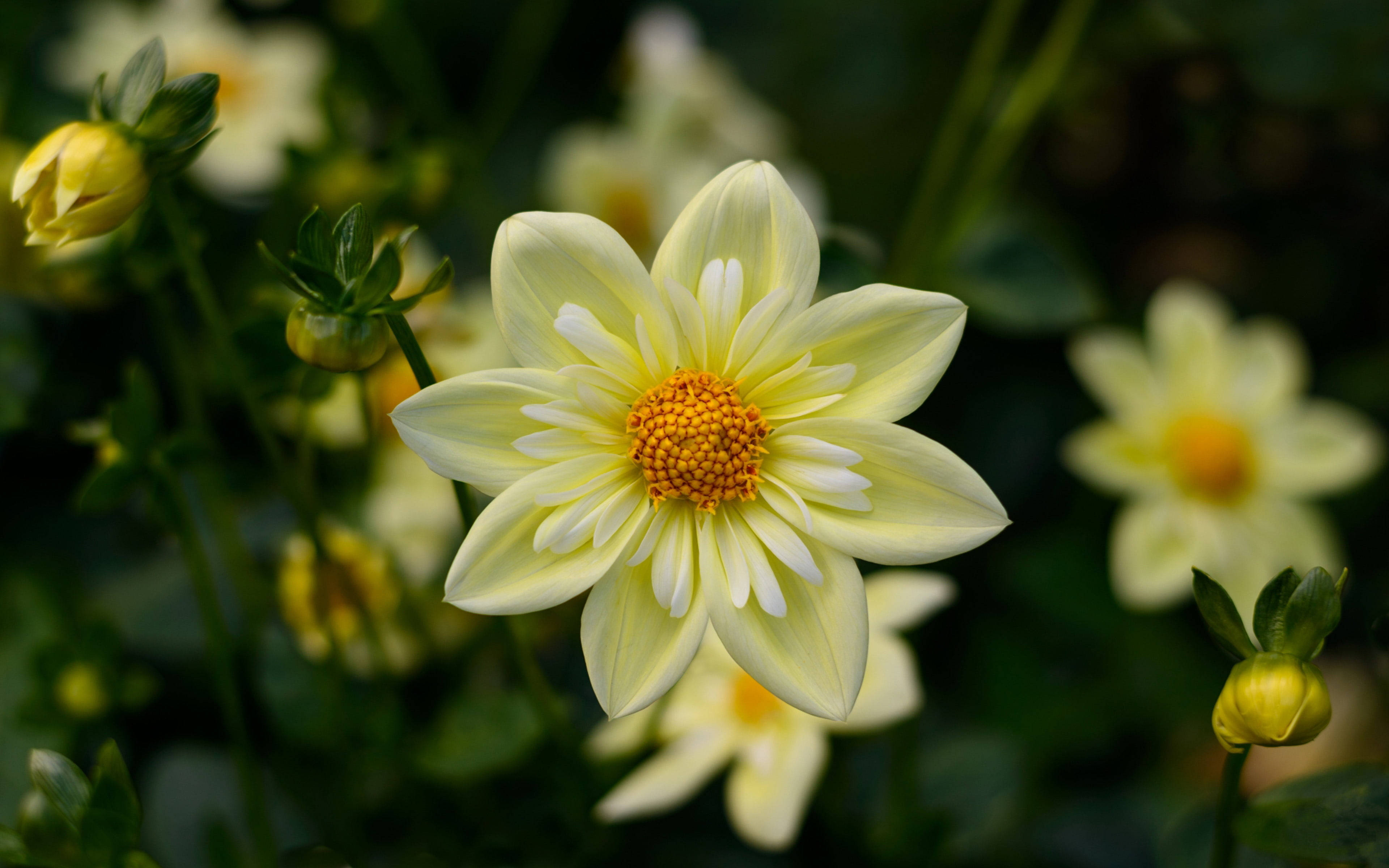 1920x1080 HD Blom Dahlia Muurpapier