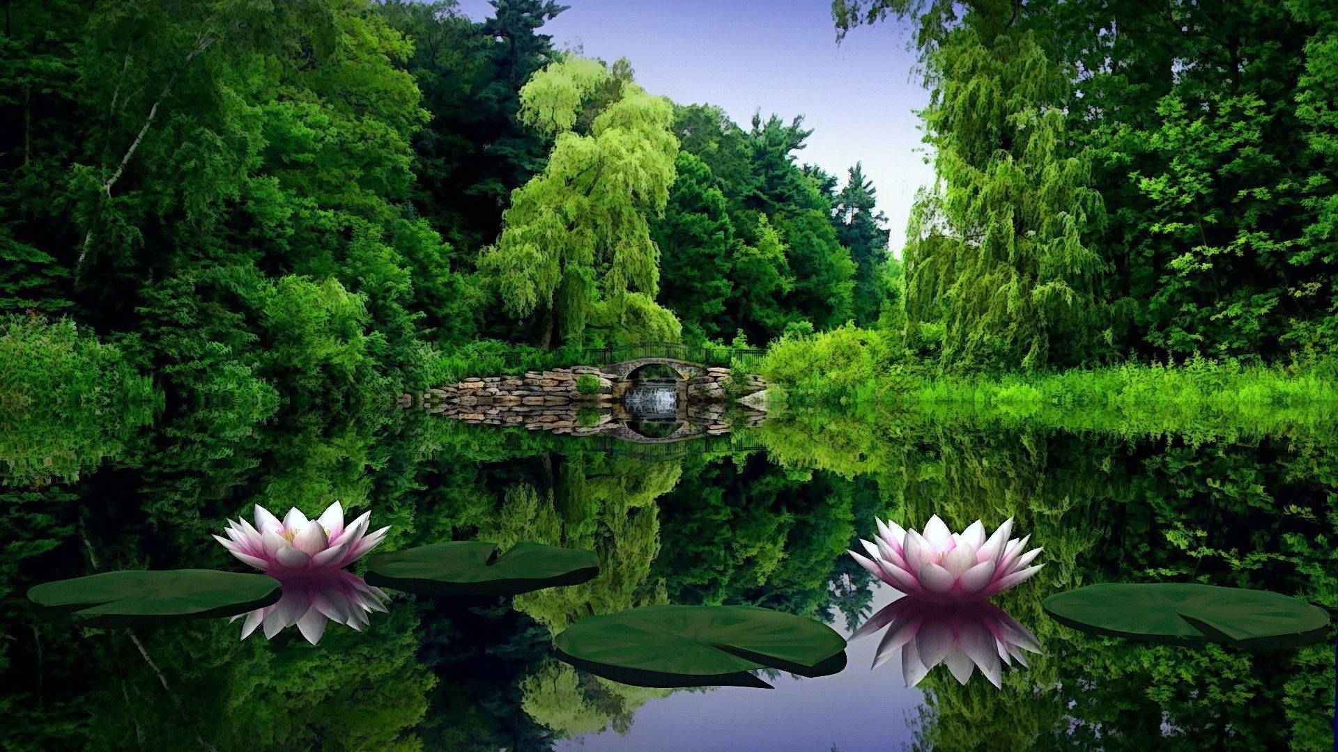 1920x1080 Volle HD Natuur Waterlelie Muurpapier