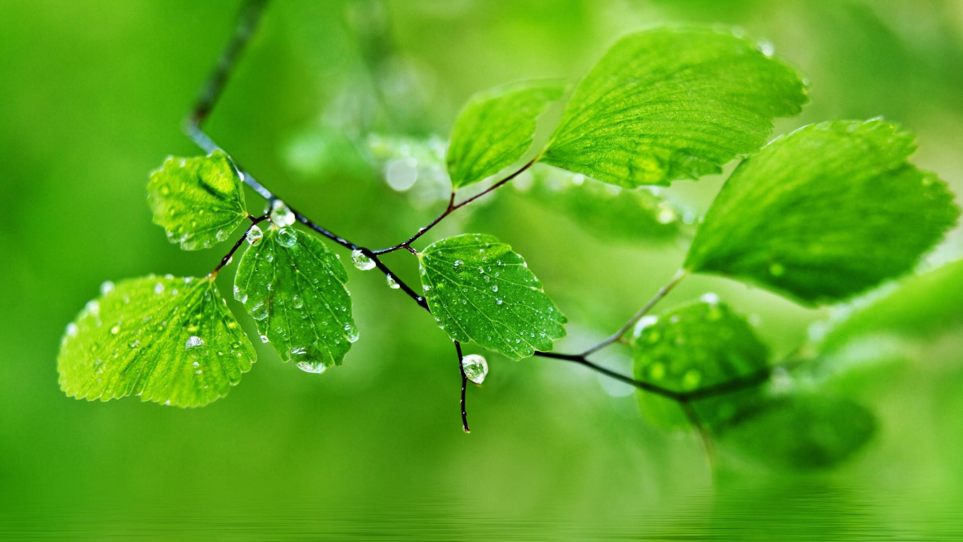 1920x1080 Volle HD Natuur Nat Groen Blare Muurpapier