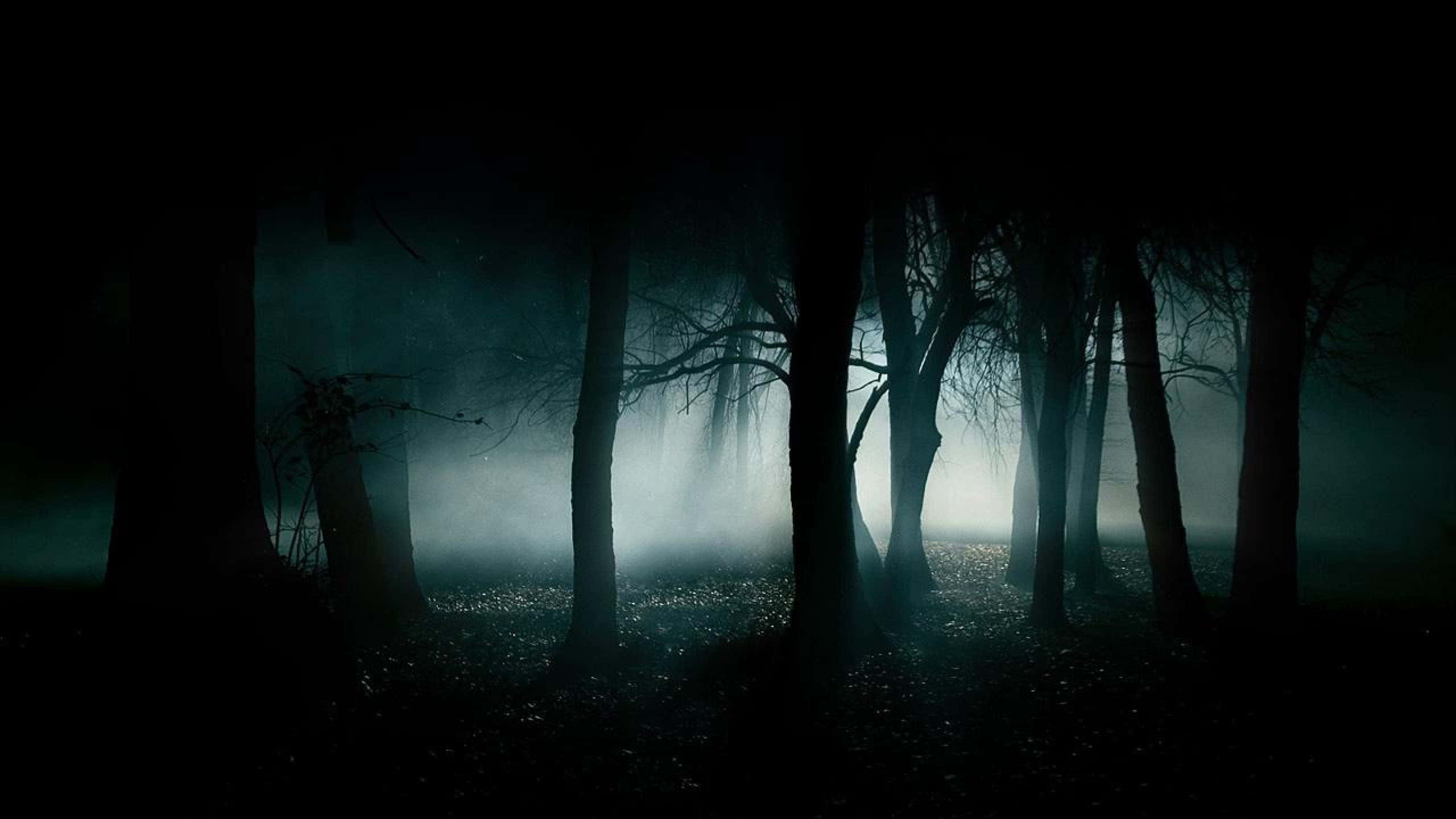 2560x1440 Swart Onheilspellende Bos Muurpapier