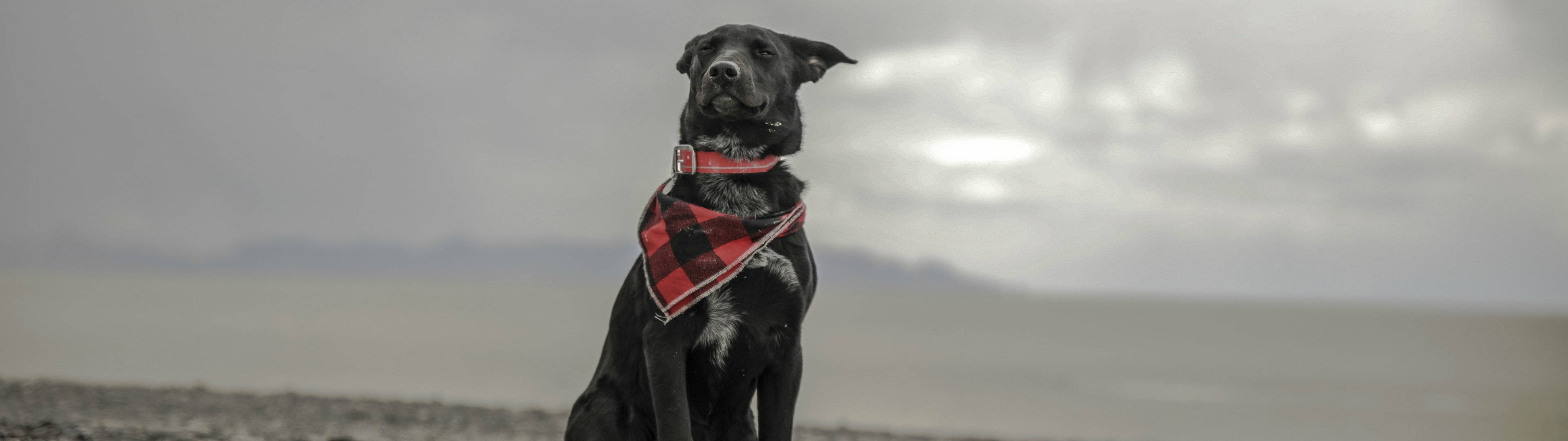 3840x1080 4K Hond met Serp Muurpapier