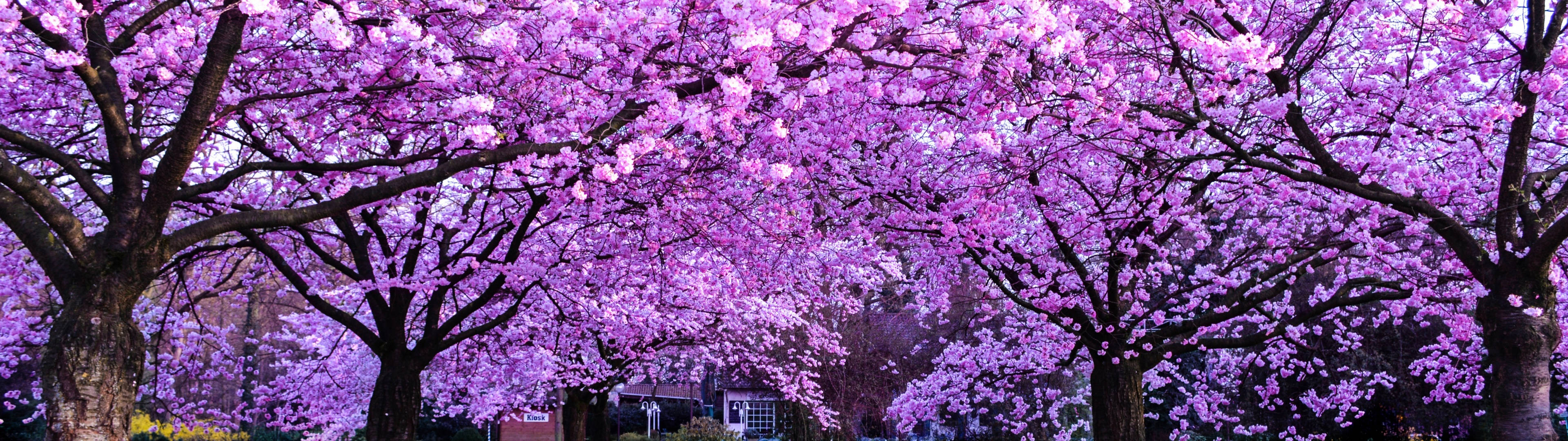3840x1080 4K Kersiebloeiselbome — Kersiebloeisel Muurpapier