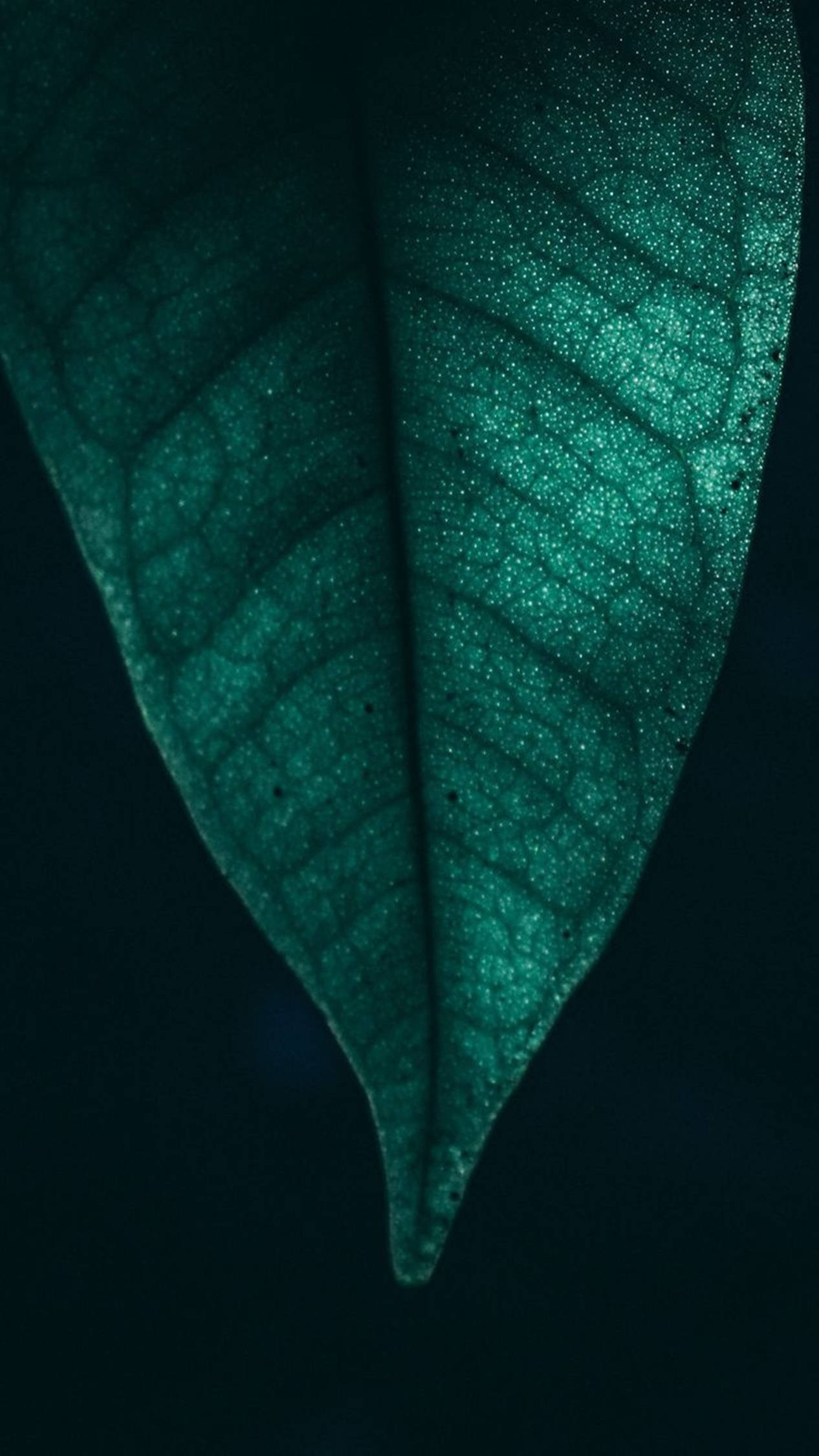 4K Android Mikro Blaar Muurpapier