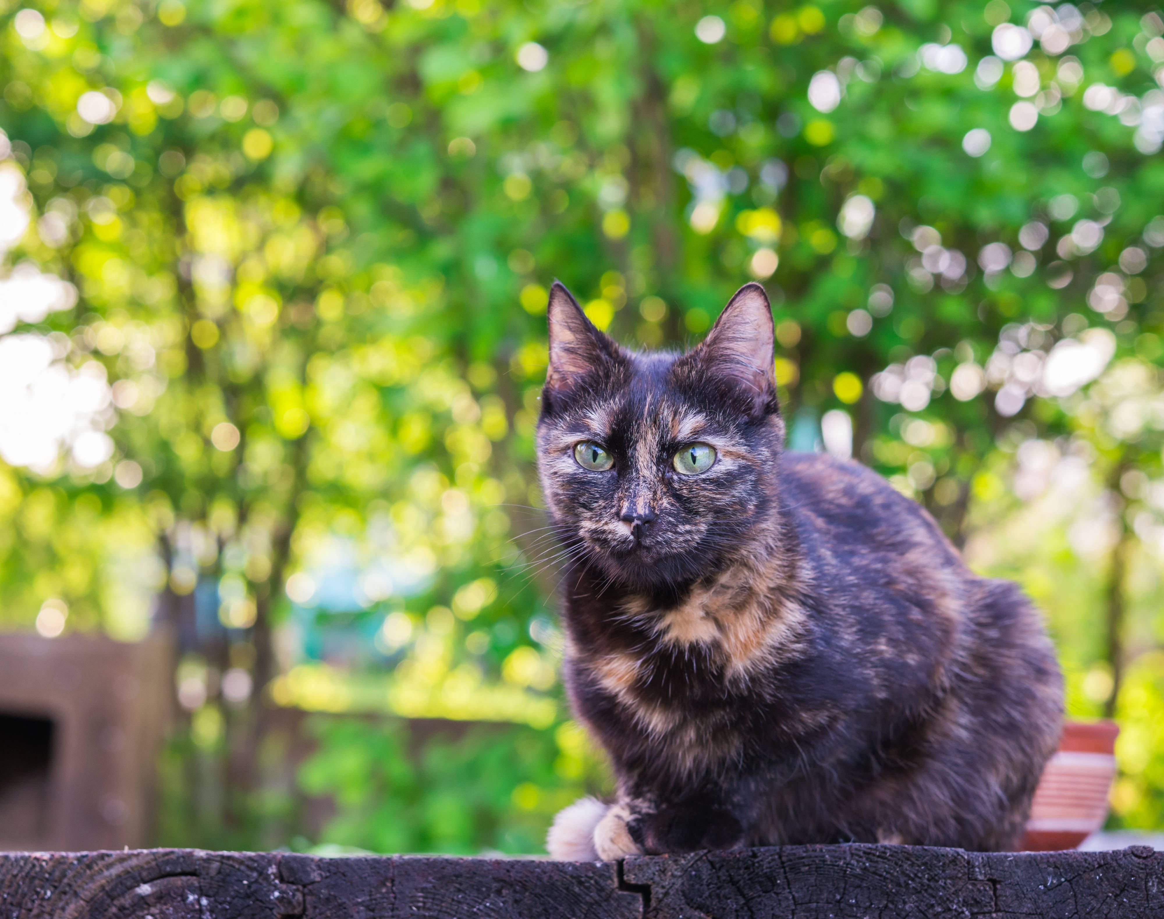 4K Groen Bome en Swart Kat Muurpapier
