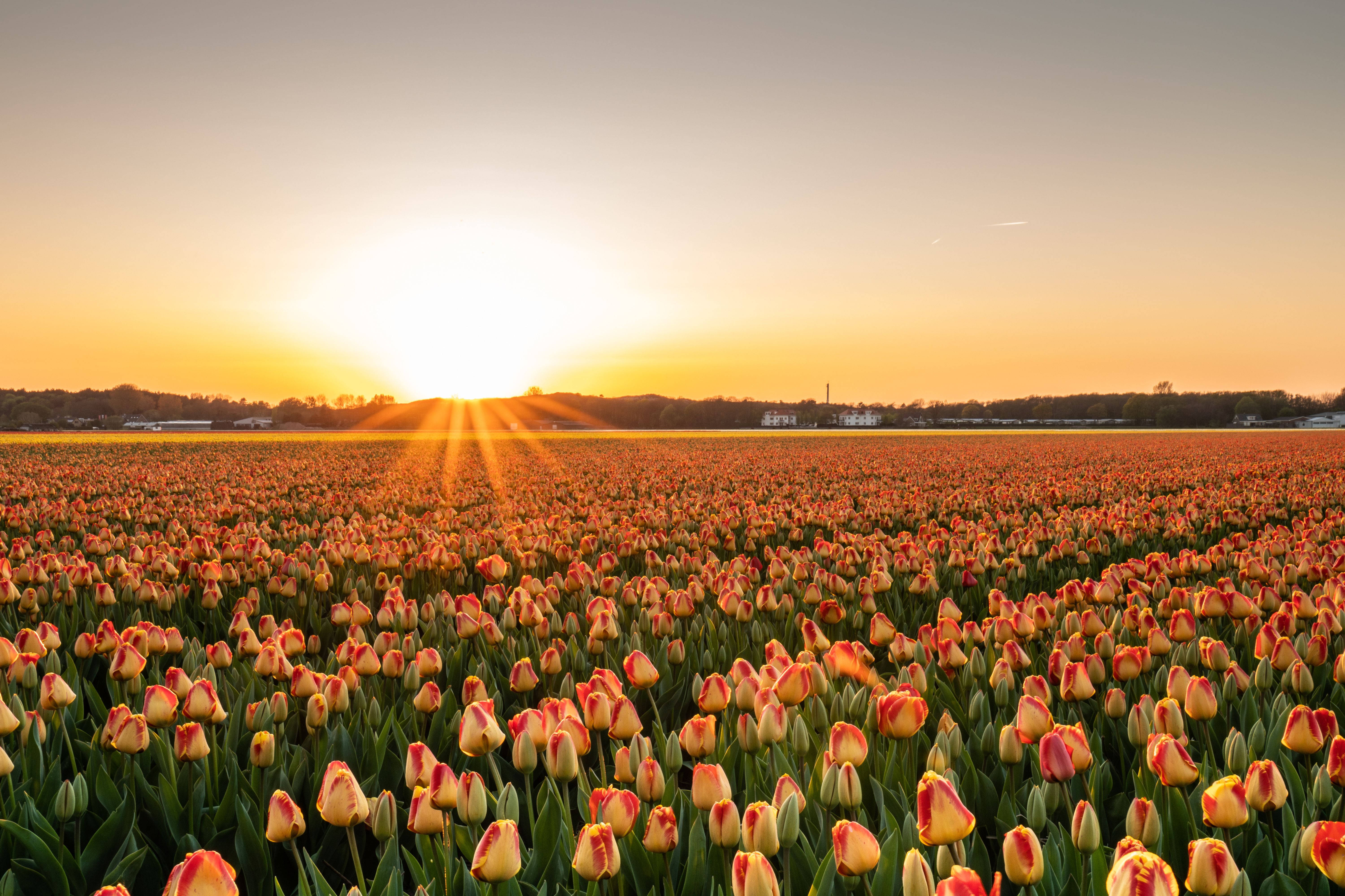 4K Landskap Tulpe Sondergang Tuin Muurpapier