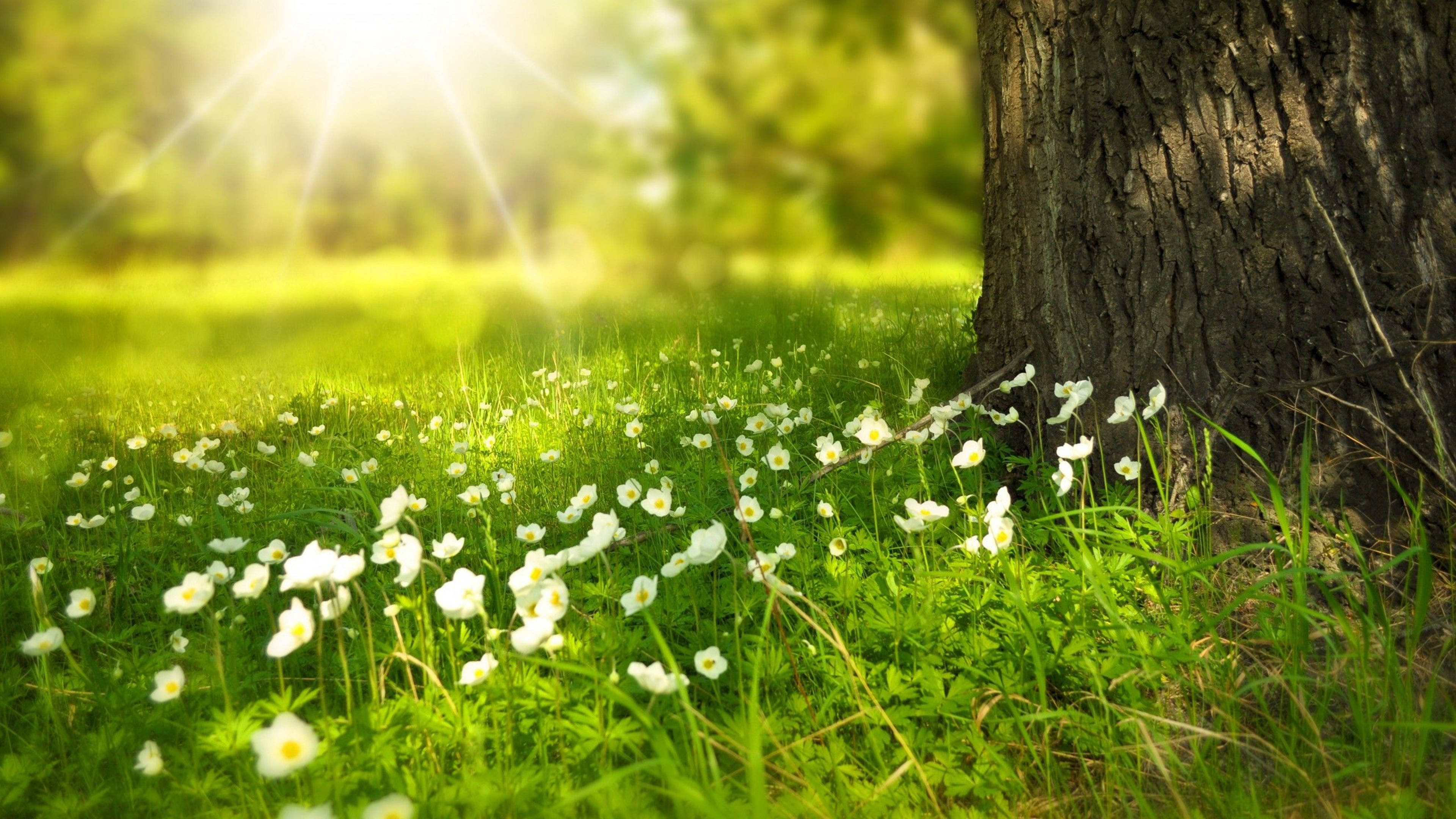 4K Lente Blomme Bloei Boom Muurpapier
