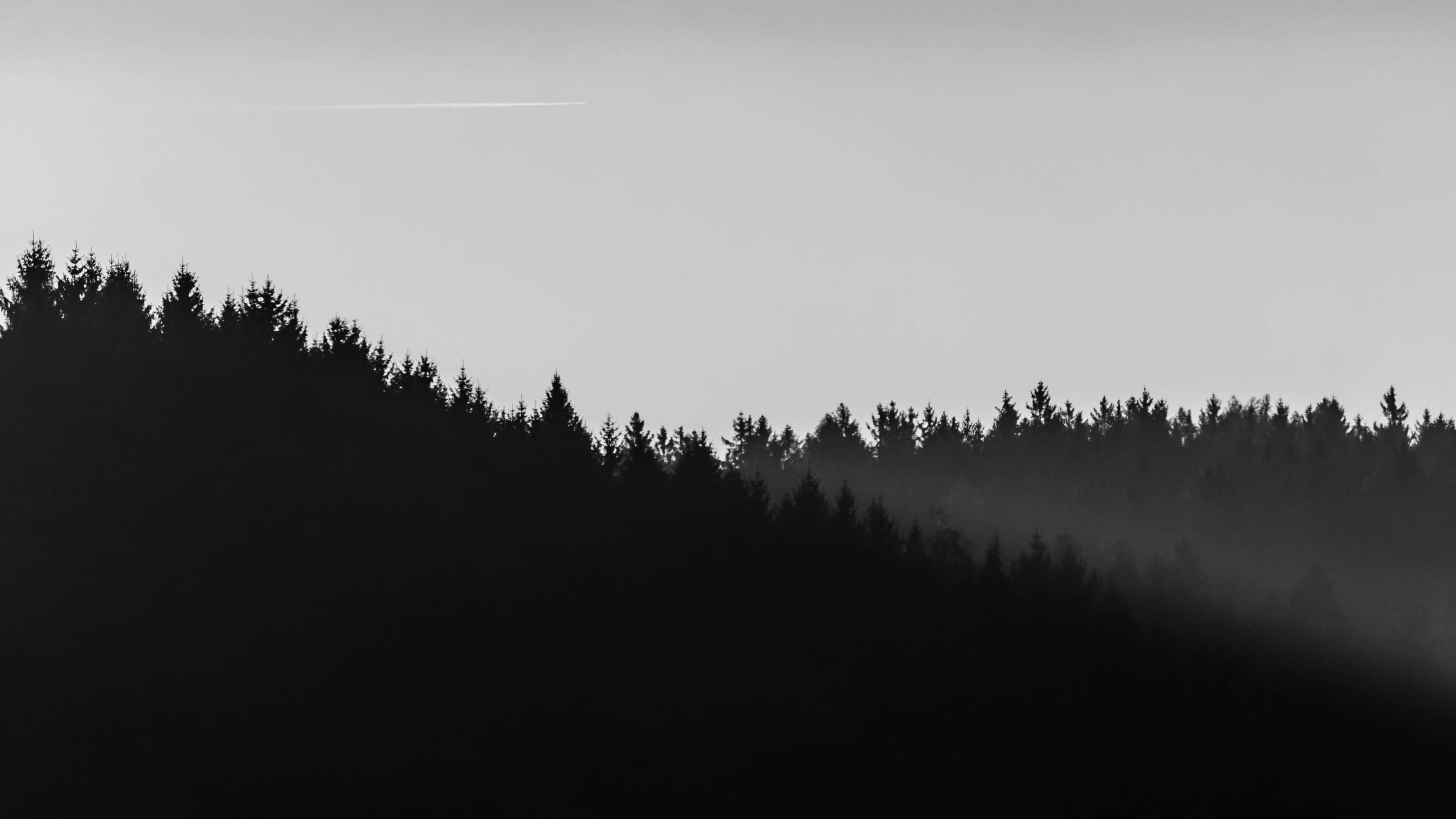 4K Minimalistiese Swart en Wit Woud Muurpapier