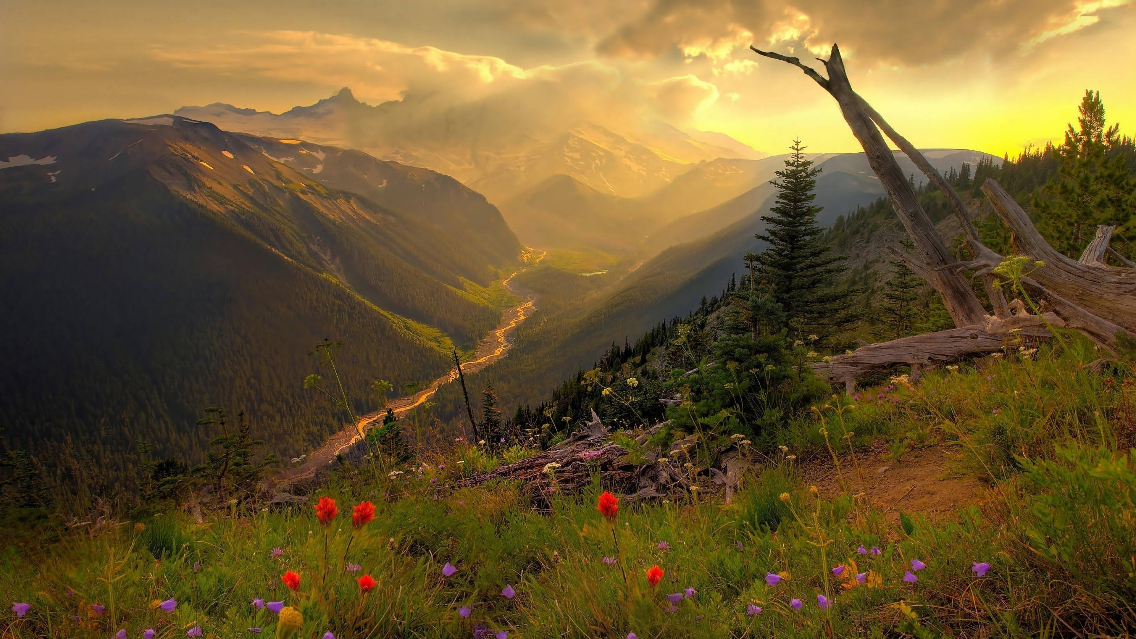 4K Natuur Blomme Op Berg Muurpapier