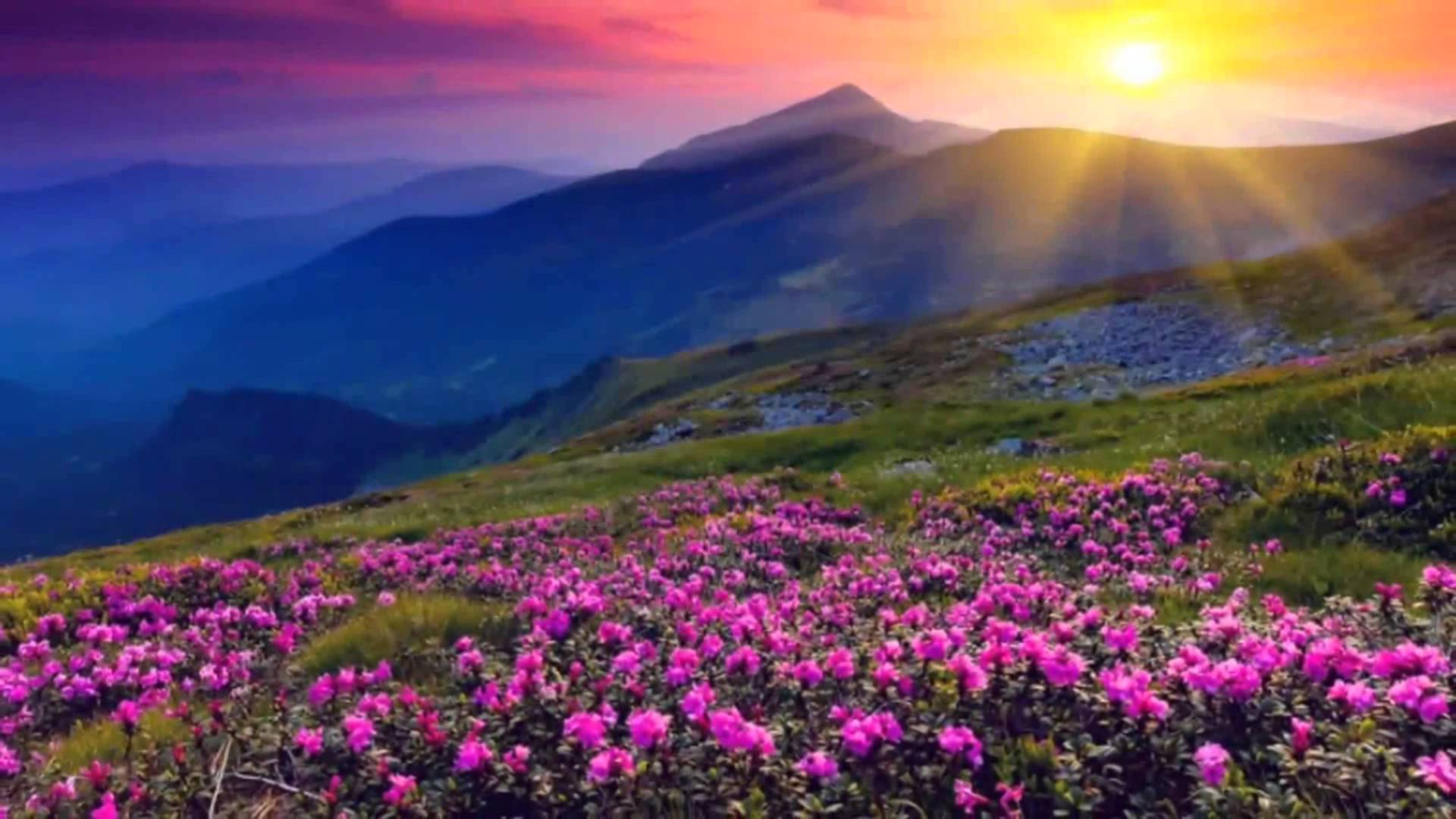 4K Natuur Blomme En Sonsopkoms Muurpapier