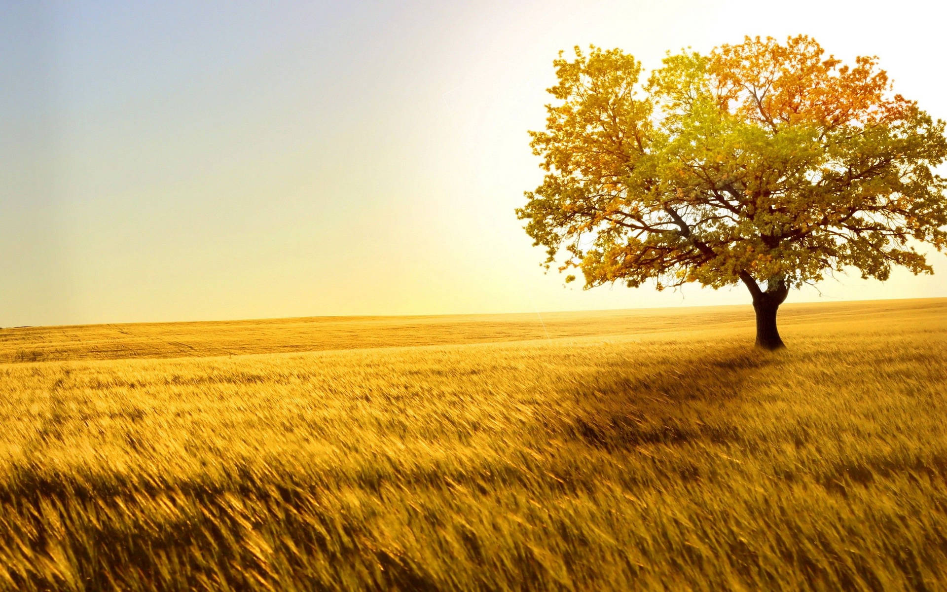 4k Natuur Boom — 4K natuur GIF Muurpapier