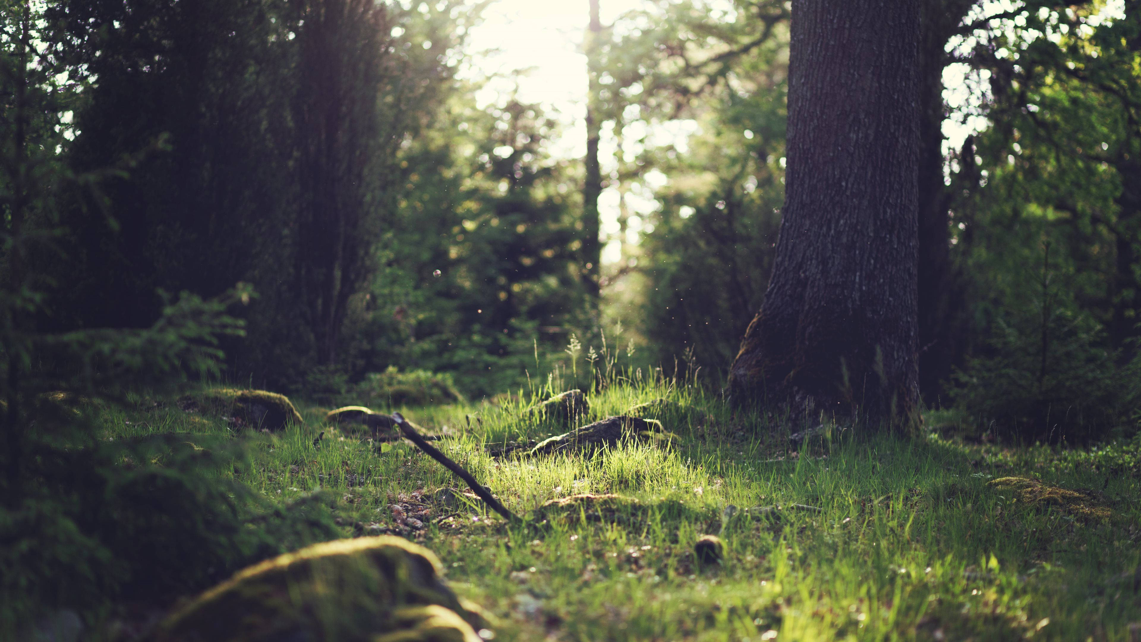 4K Natuur Bosgrond Muurpapier