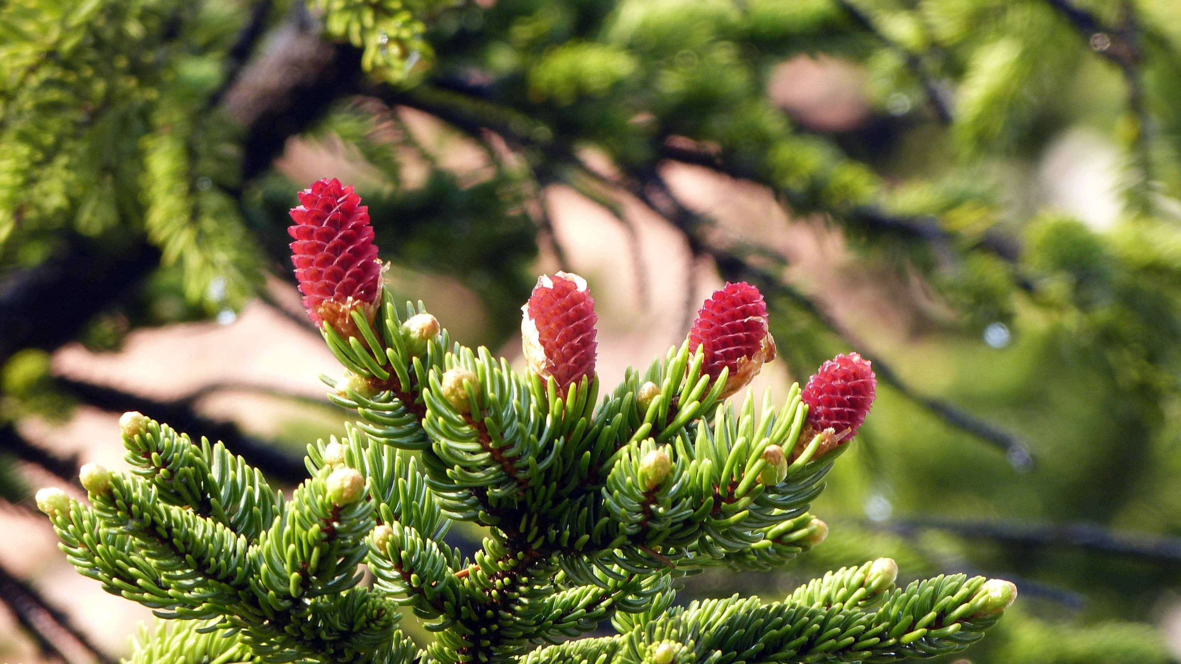 4K Natuur Denneboom Muurpapier