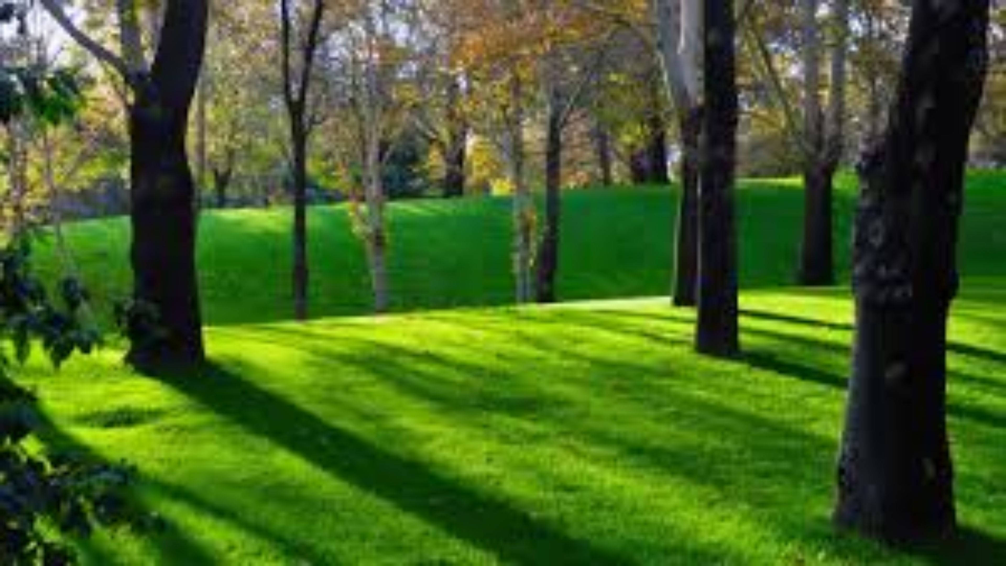 4K Natuur Groen Gras Muurpapier