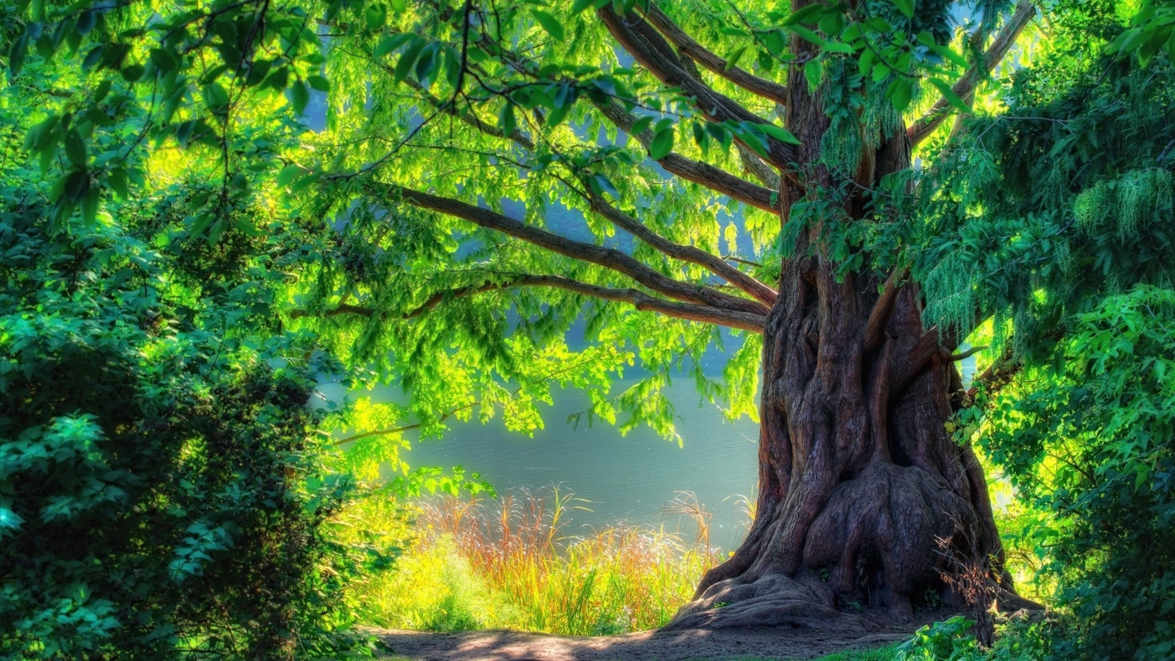 4K Natuur Groot Boom Muurpapier
