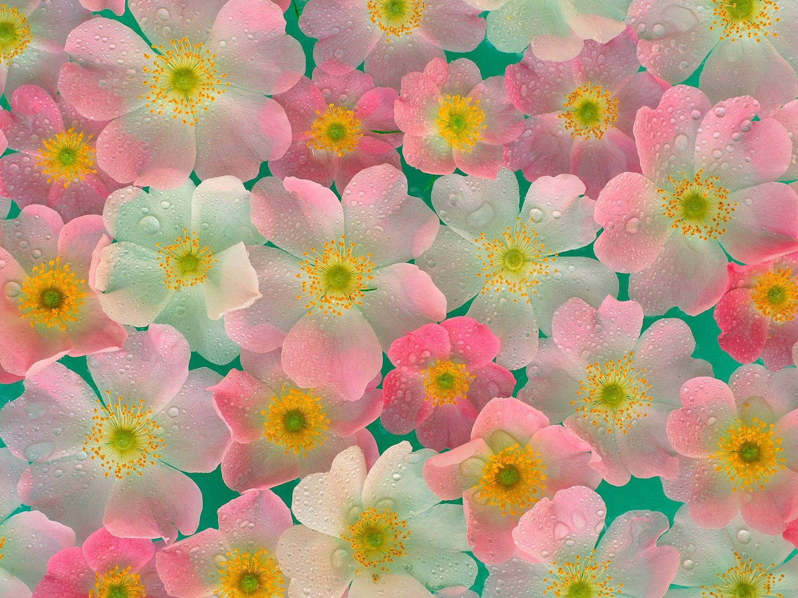 4k Natuur Pienk Blomme — 4K natuur GIF Muurpapier