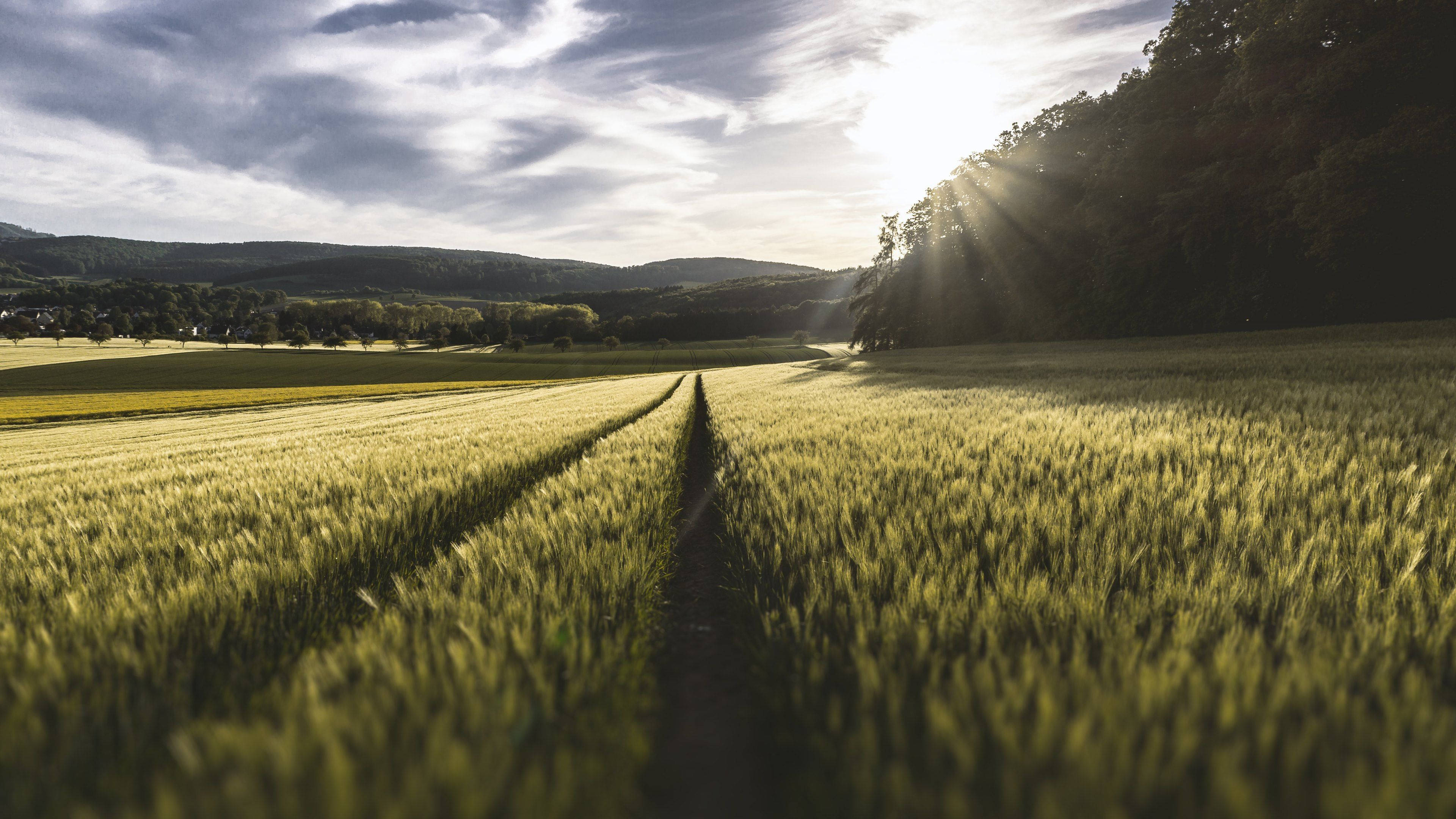 4K Natuur Weivelde en Sonlig Muurpapier