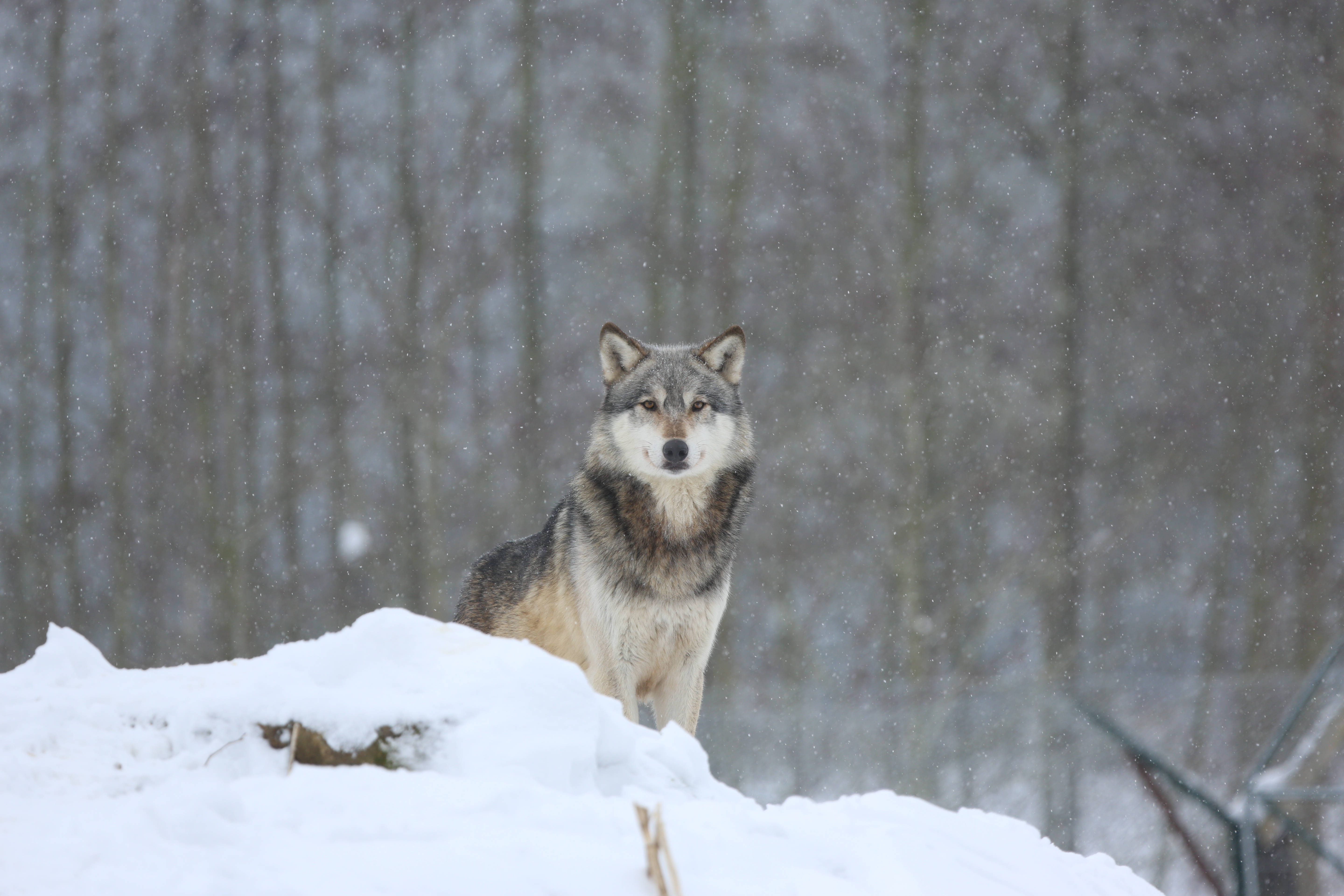 4K Ultra HD Foto Van Wolf Wat Kyk Muurpapier