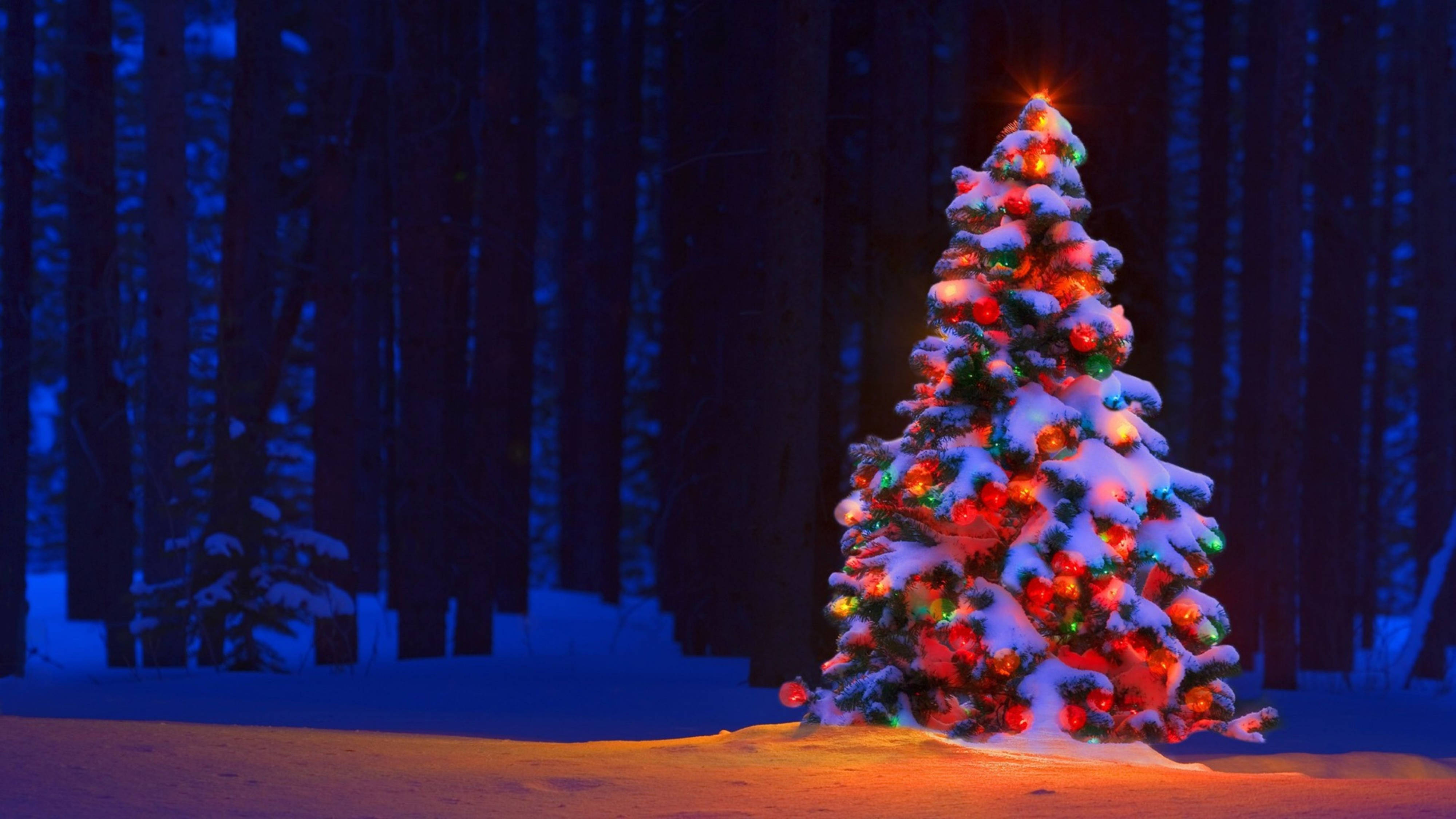4K Ultra HD Kersboom Bos Muurpapier