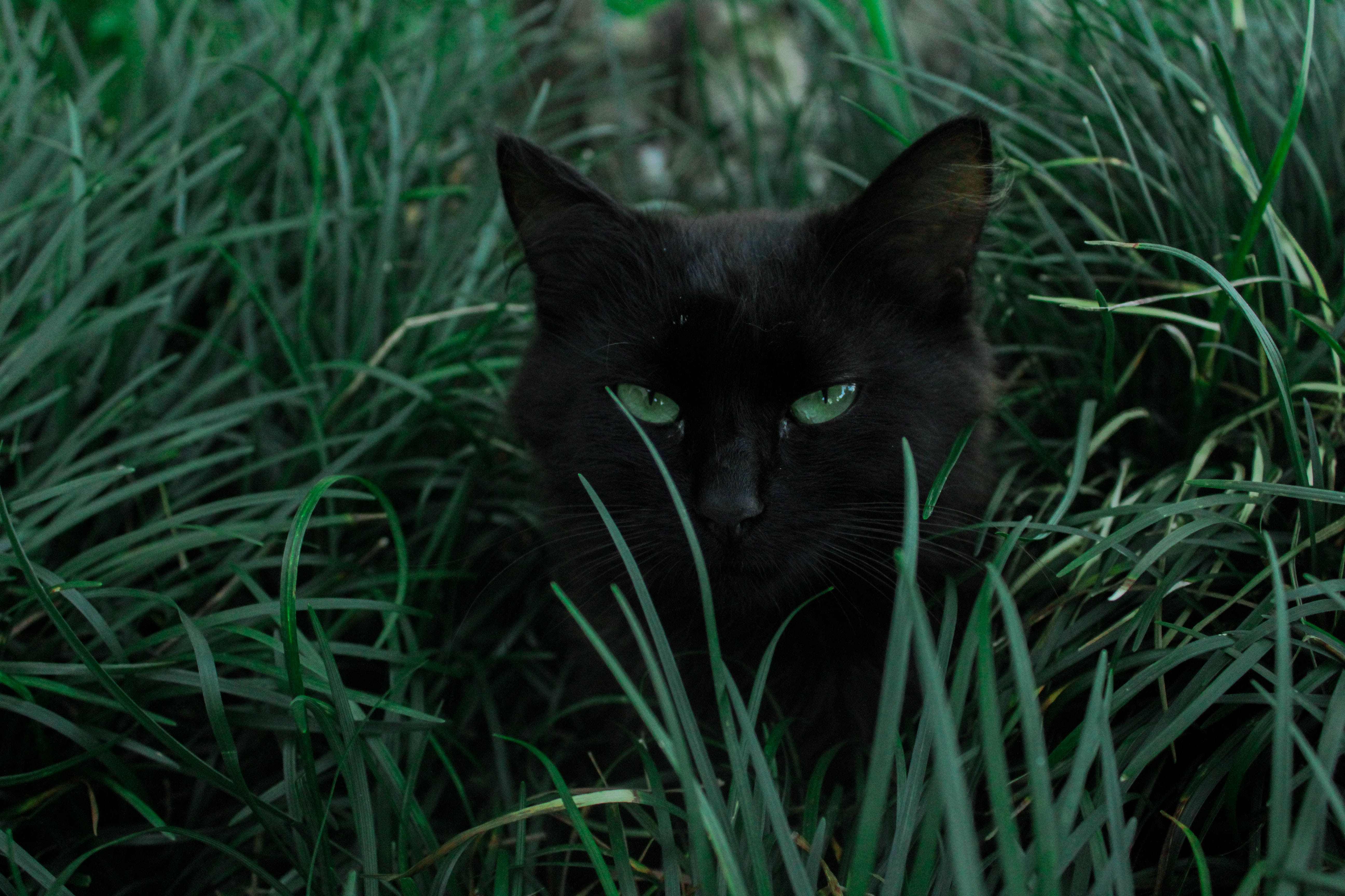 4K Volskaam Buro Swart Kat Muurpapier