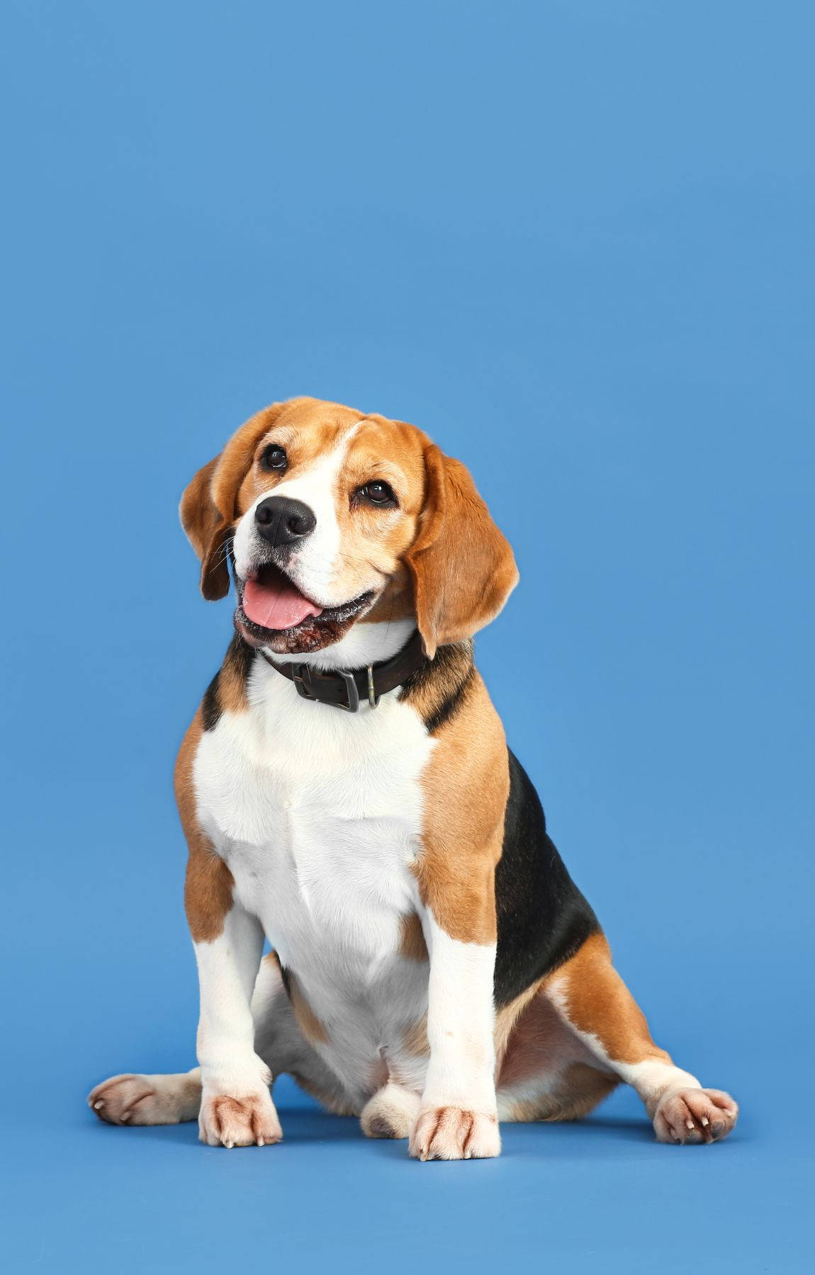 Aanbiddelike Beagle Hond op 'n Pastelblou Agtergrond Muurpapier