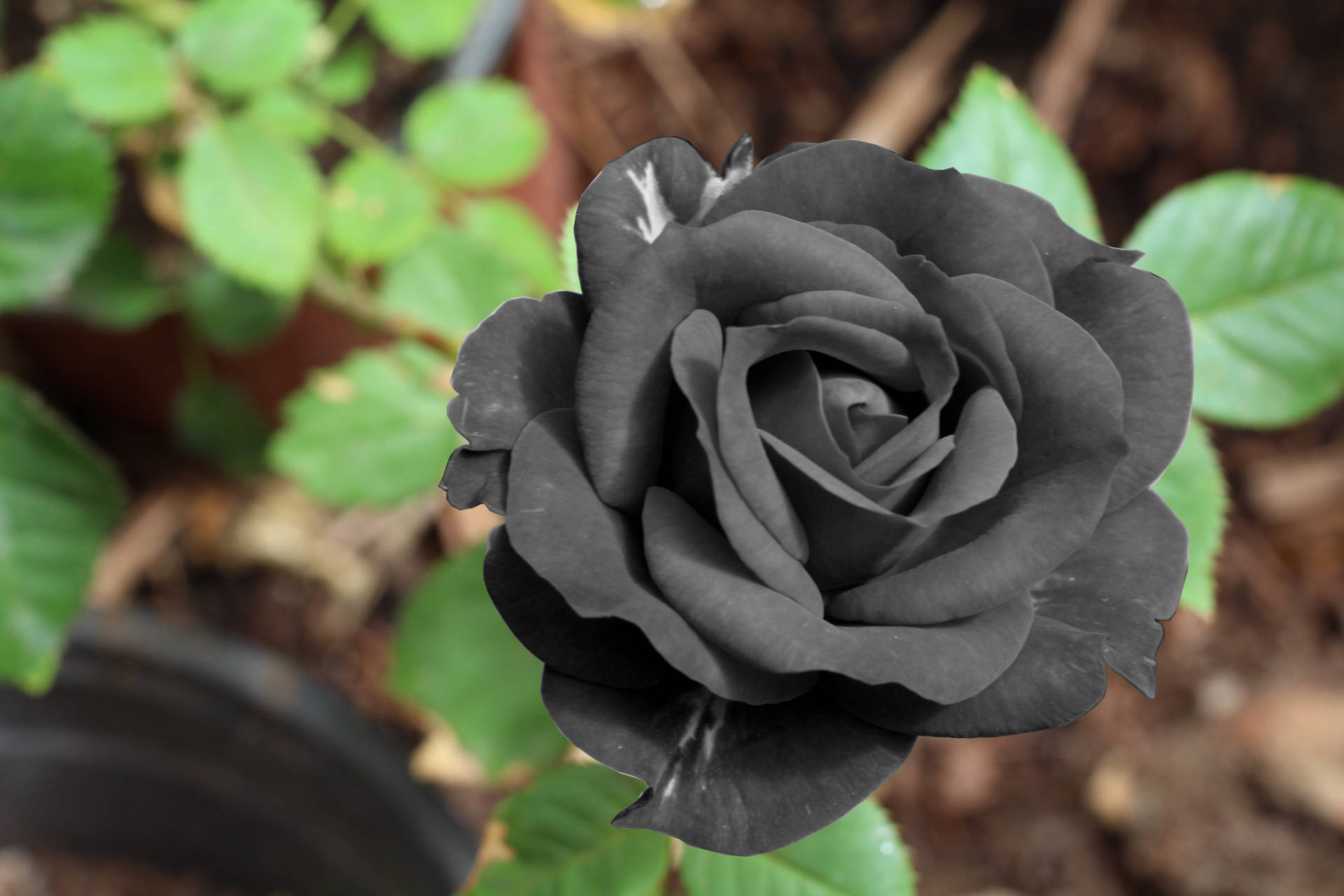 Regte swart vars roosblom agtergrond. — Blom GIF Muurpapier