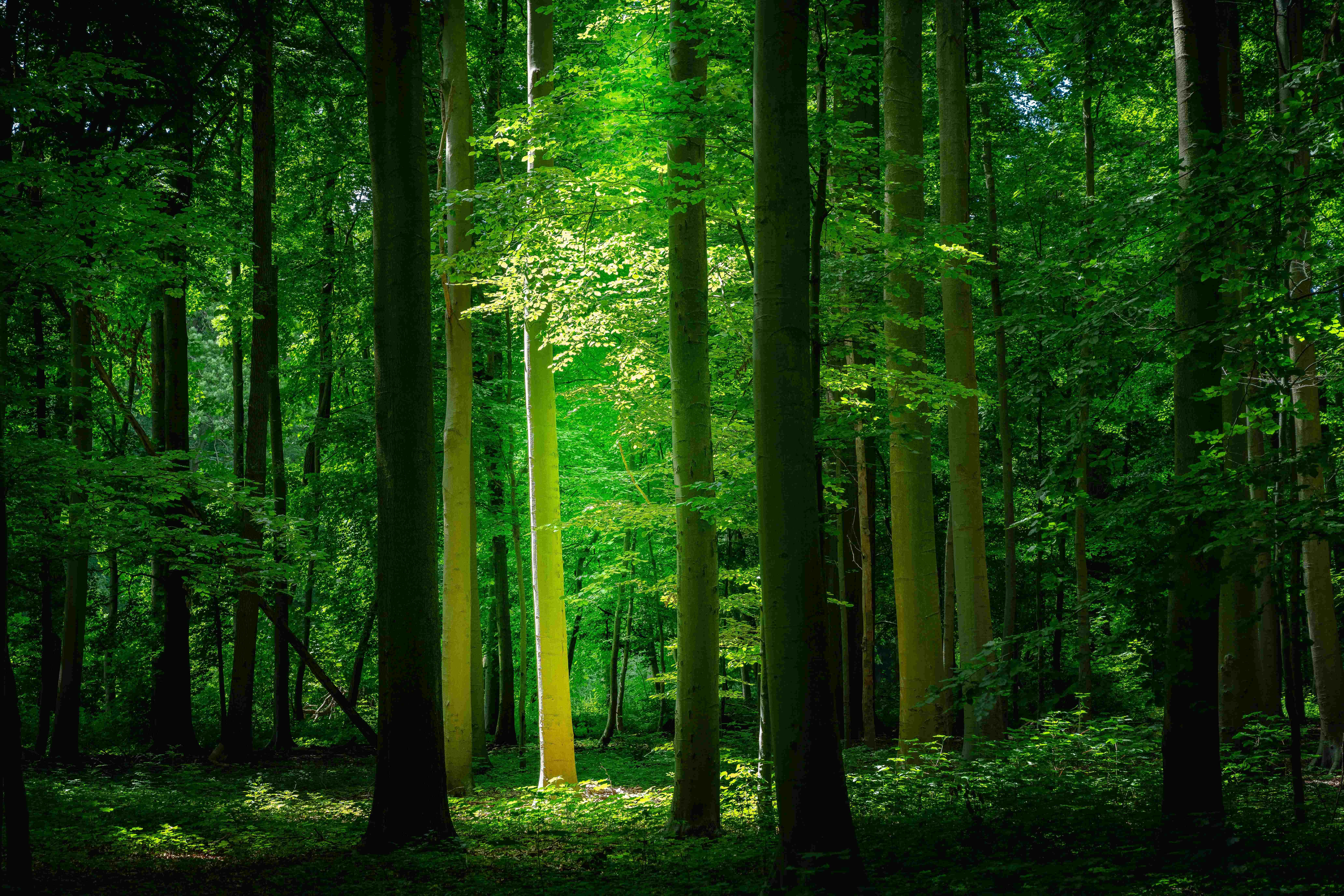 "Aanskou die skoonheid van die natuur" Muurpapier