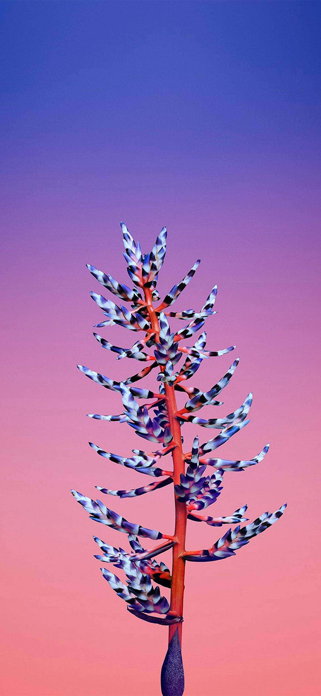 Aechmea Blom Apple Muurpapier