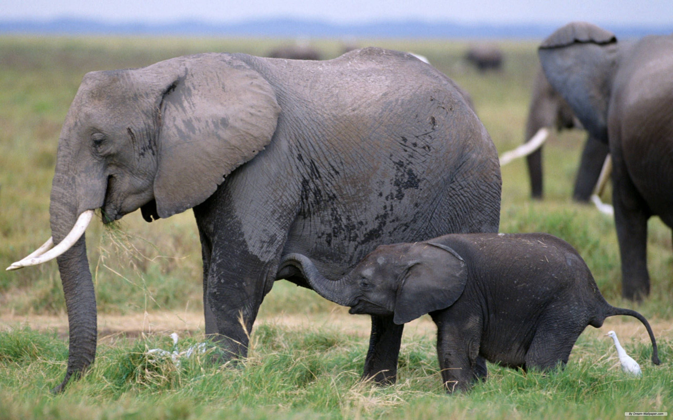 Afrikaanse Moeder Olifant Met Haar Kalfie Muurpapier