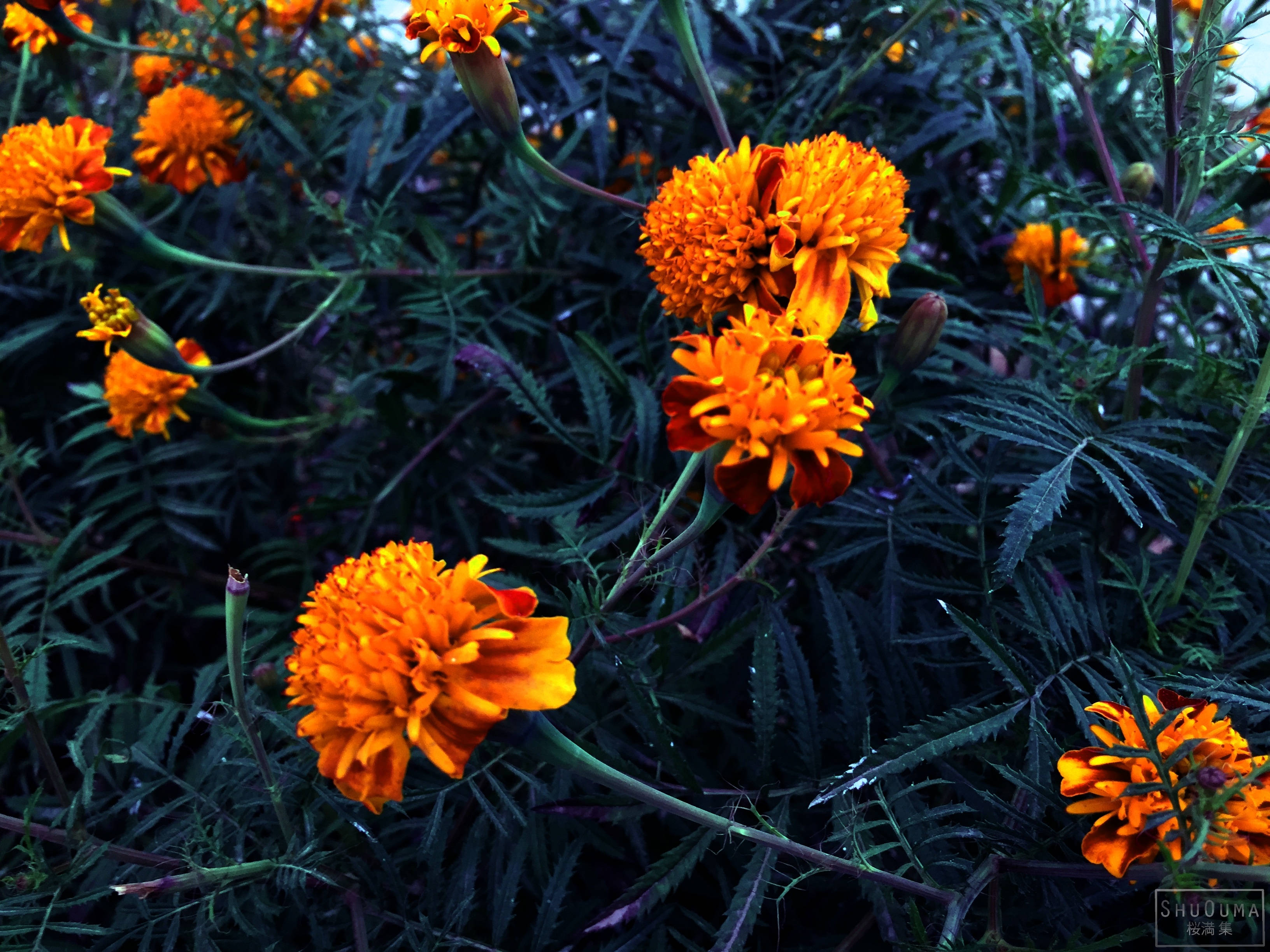 Afrikaantjie Wilde Blomplant Muurpapier