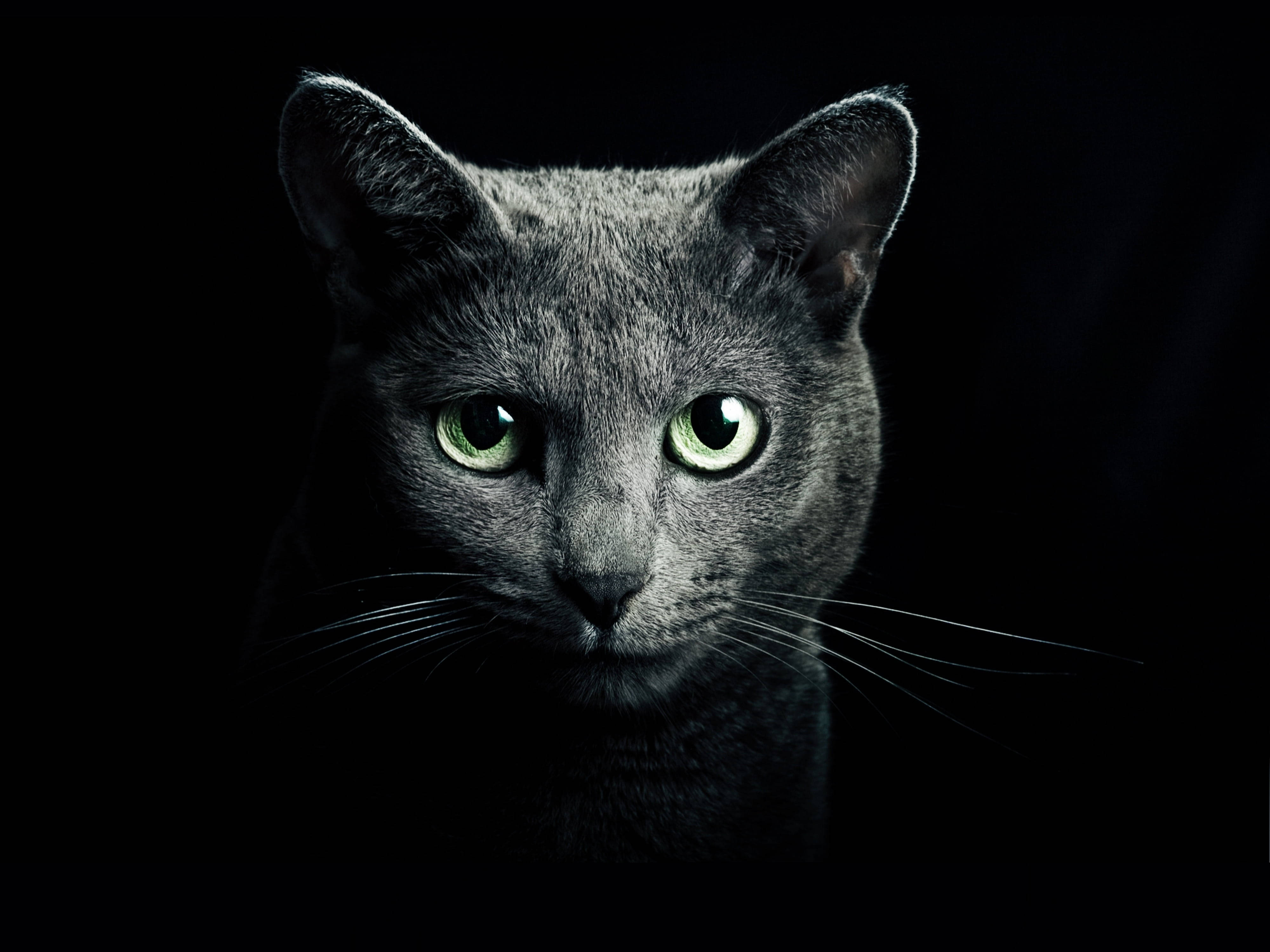 Agtergrond Swart Met Russiese Blou Kat Muurpapier