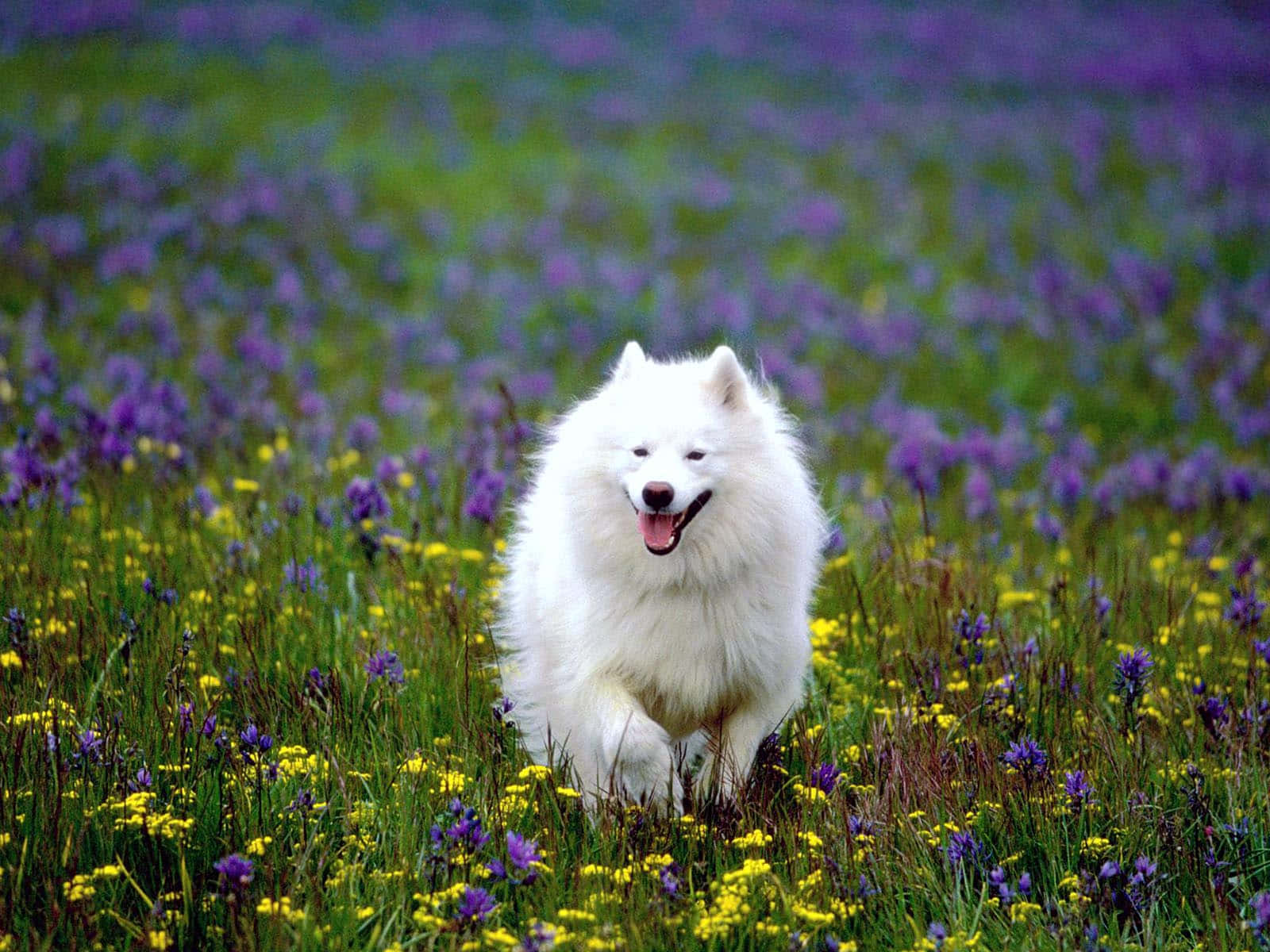 Amerikaanse Eskimo Wit Hond Prente Muurpapier