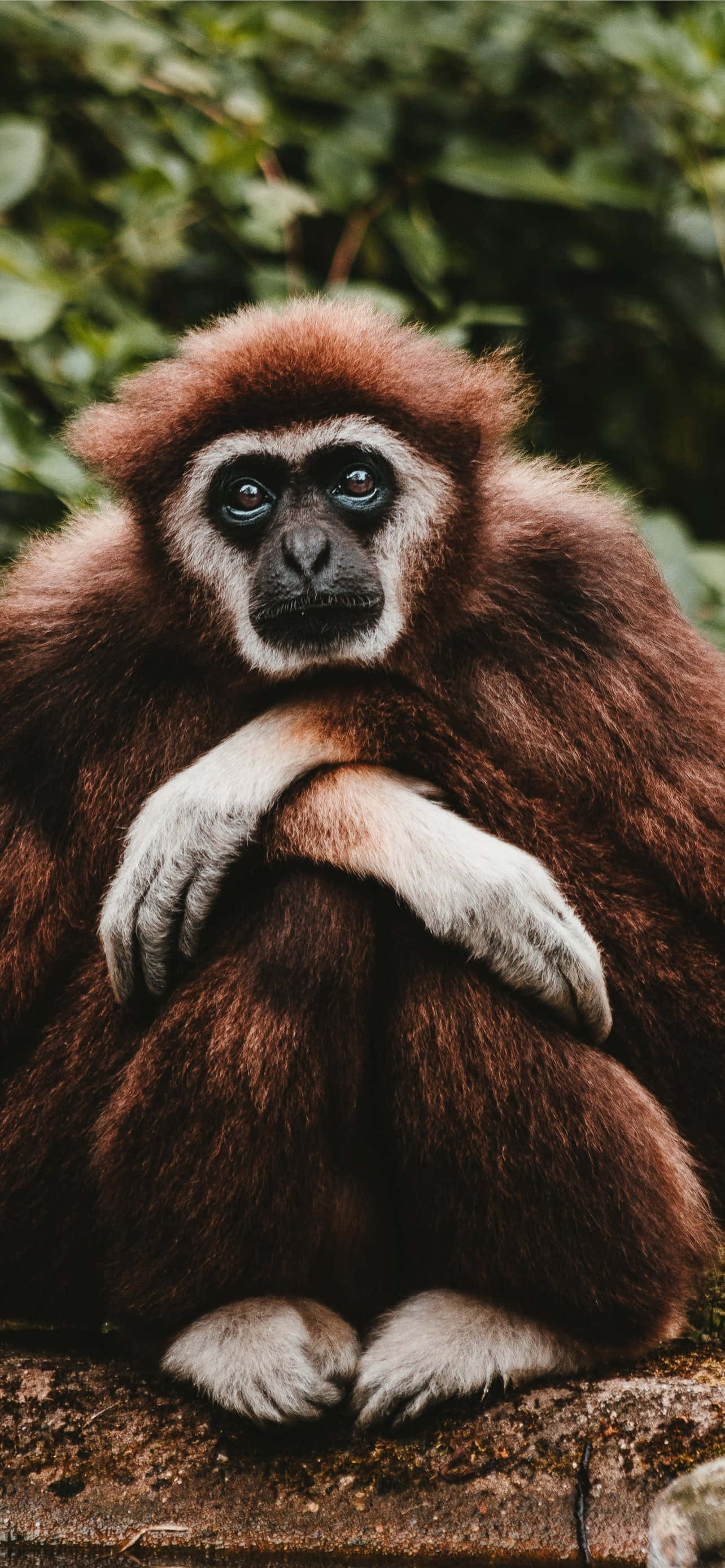 Android Gibbon Neem Jou In Die Toekoms Van Mobiele Tegnologie Muurpapier