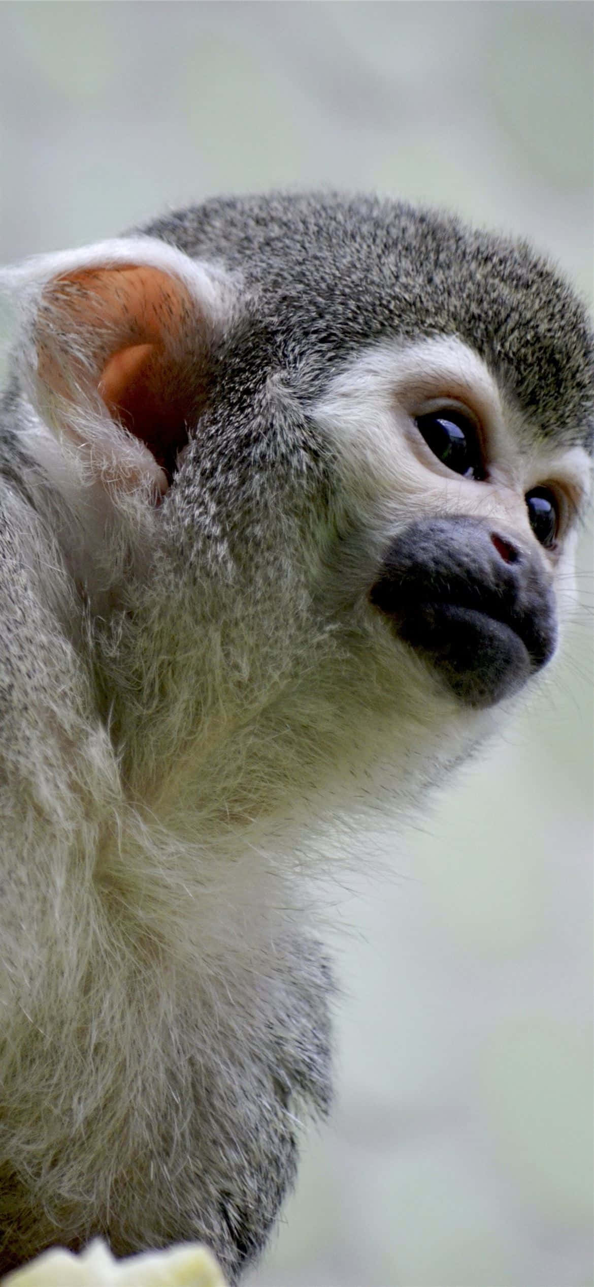 Android Gibbon op 'n Pers Agtergrond Muurpapier