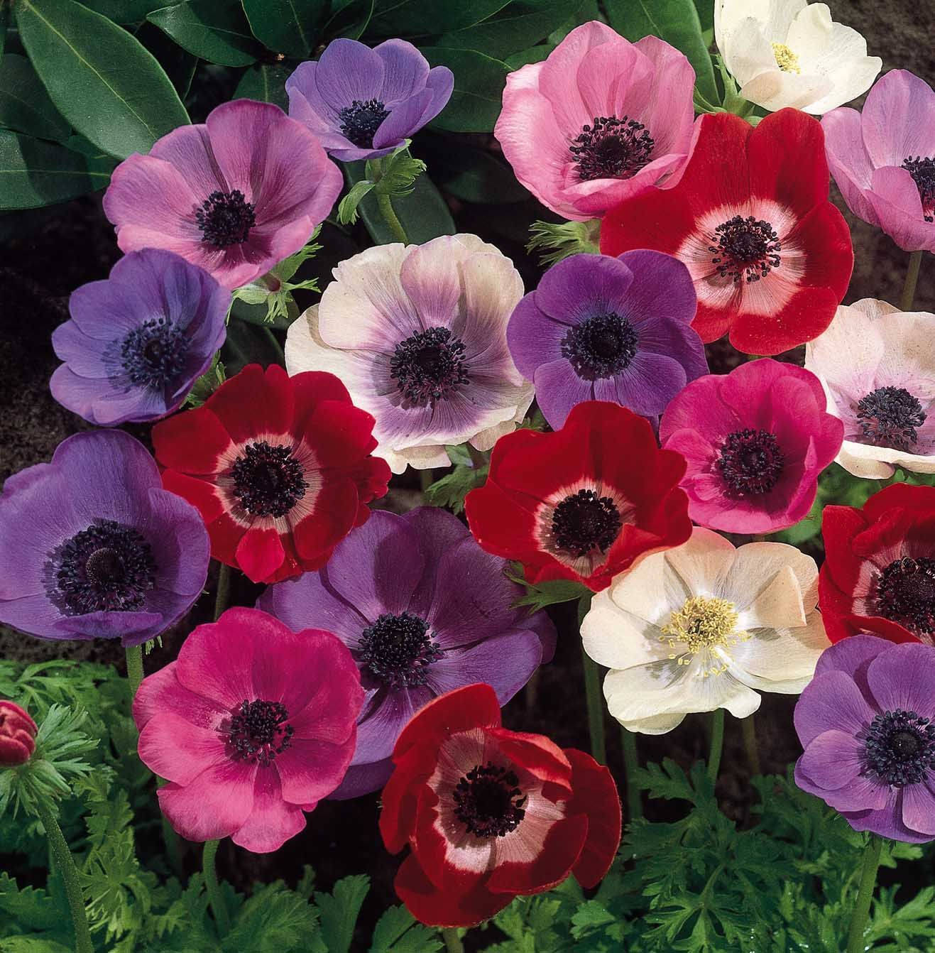 Anemoon Blomme Blom Muurpapier