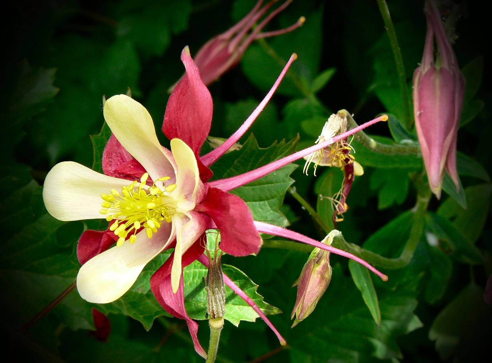 Aquilegia in Skerp Blom Muurpapier