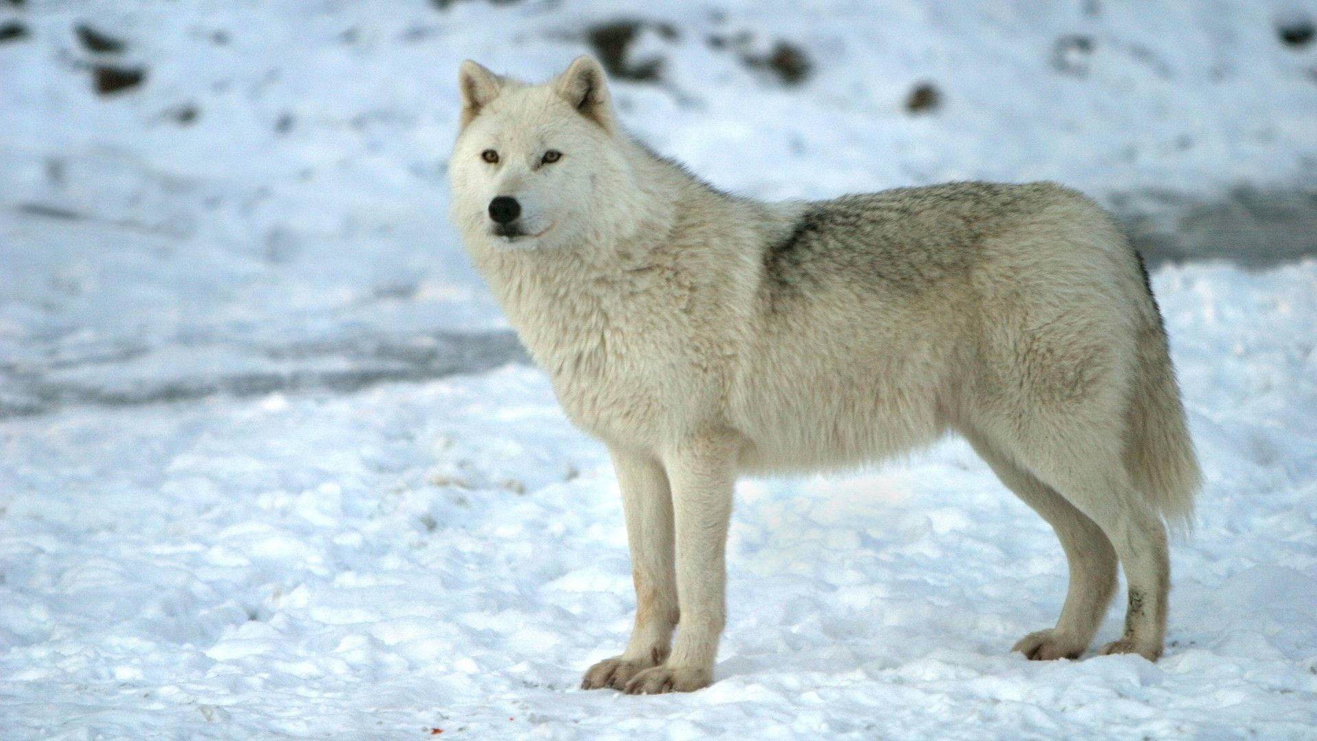 Arktiese Koel Wolf Muurpapier