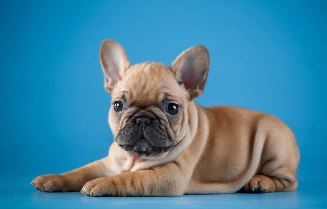 Baba Franse Bulldog wat poseer Muurpapier