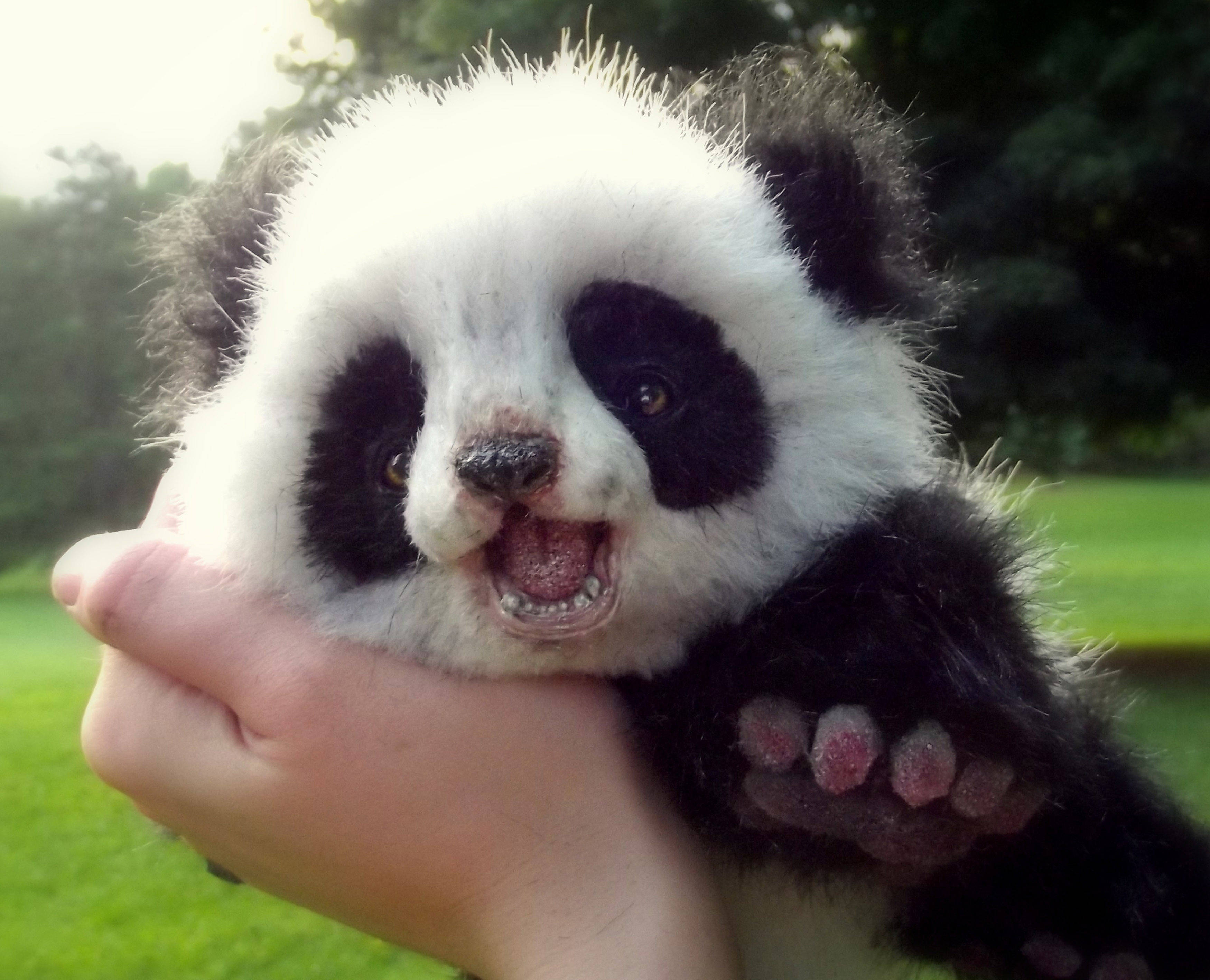 Babypanda se wang word gedruk Muurpapier