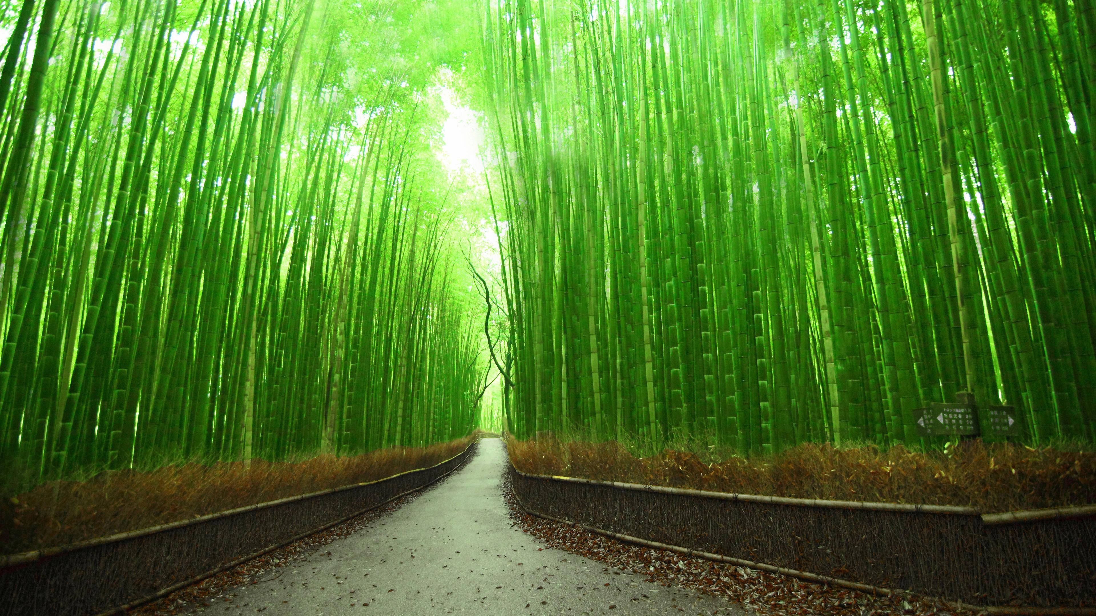 Bamboe 4K-paadjie Kyoto Japan Muurpapier