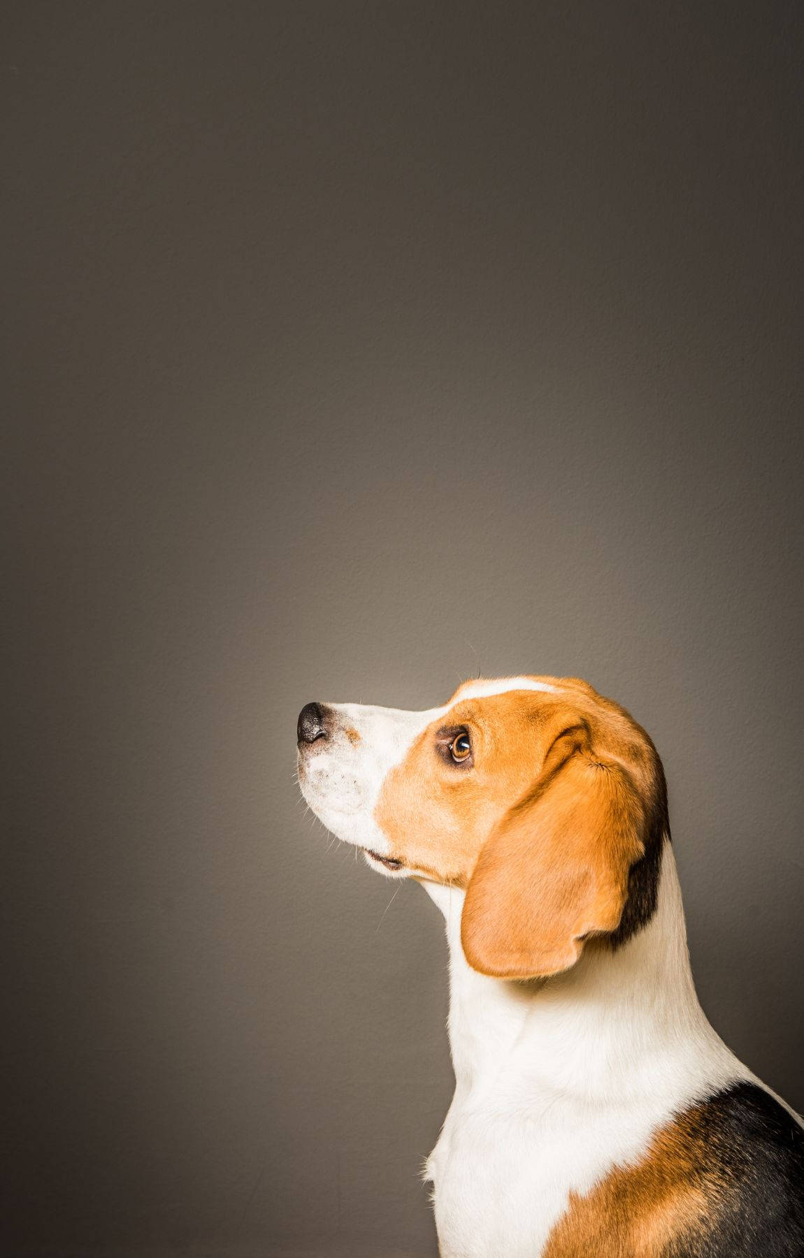 Beagle Hond In Sy-aansig Muurpapier
