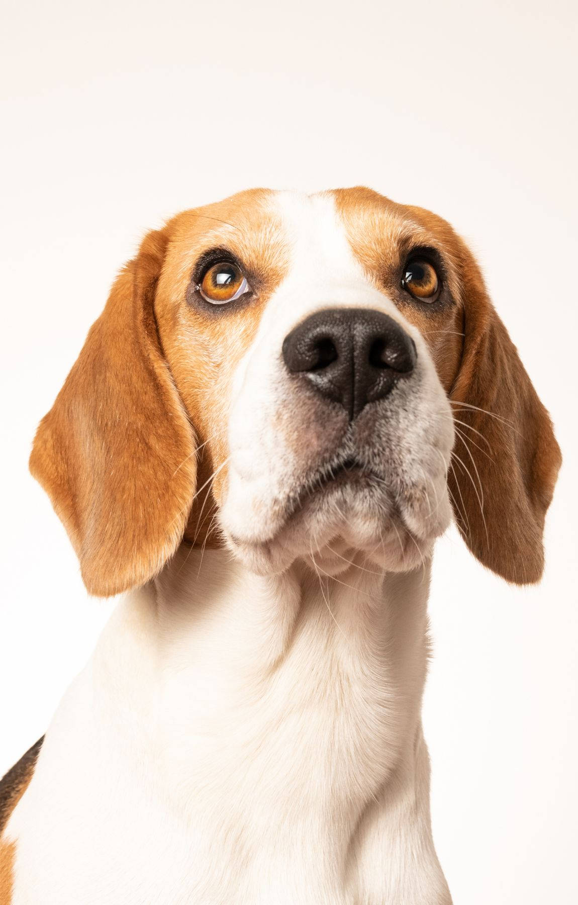 Beagle Hond Ken Op Muurpapier