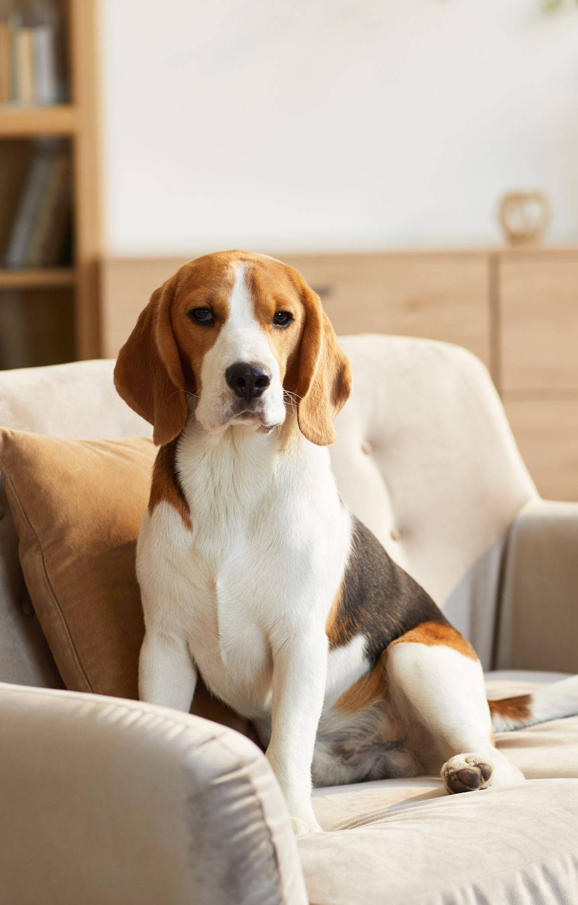 Beagle Hond Sit Op Bank Muurpapier