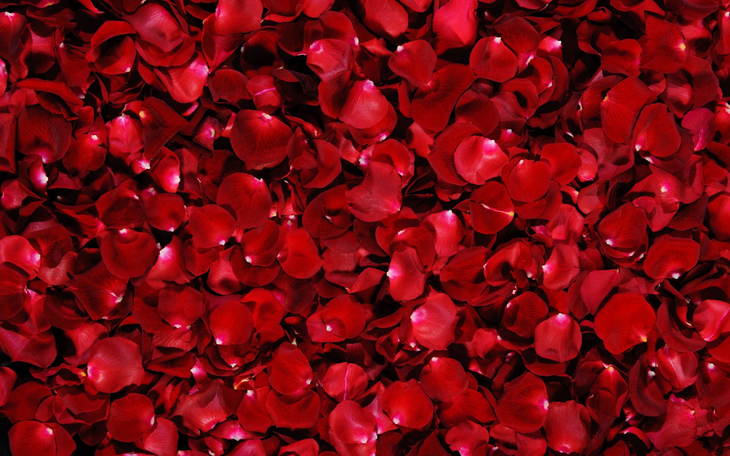 Bed Van Roosblomme Muurpapier