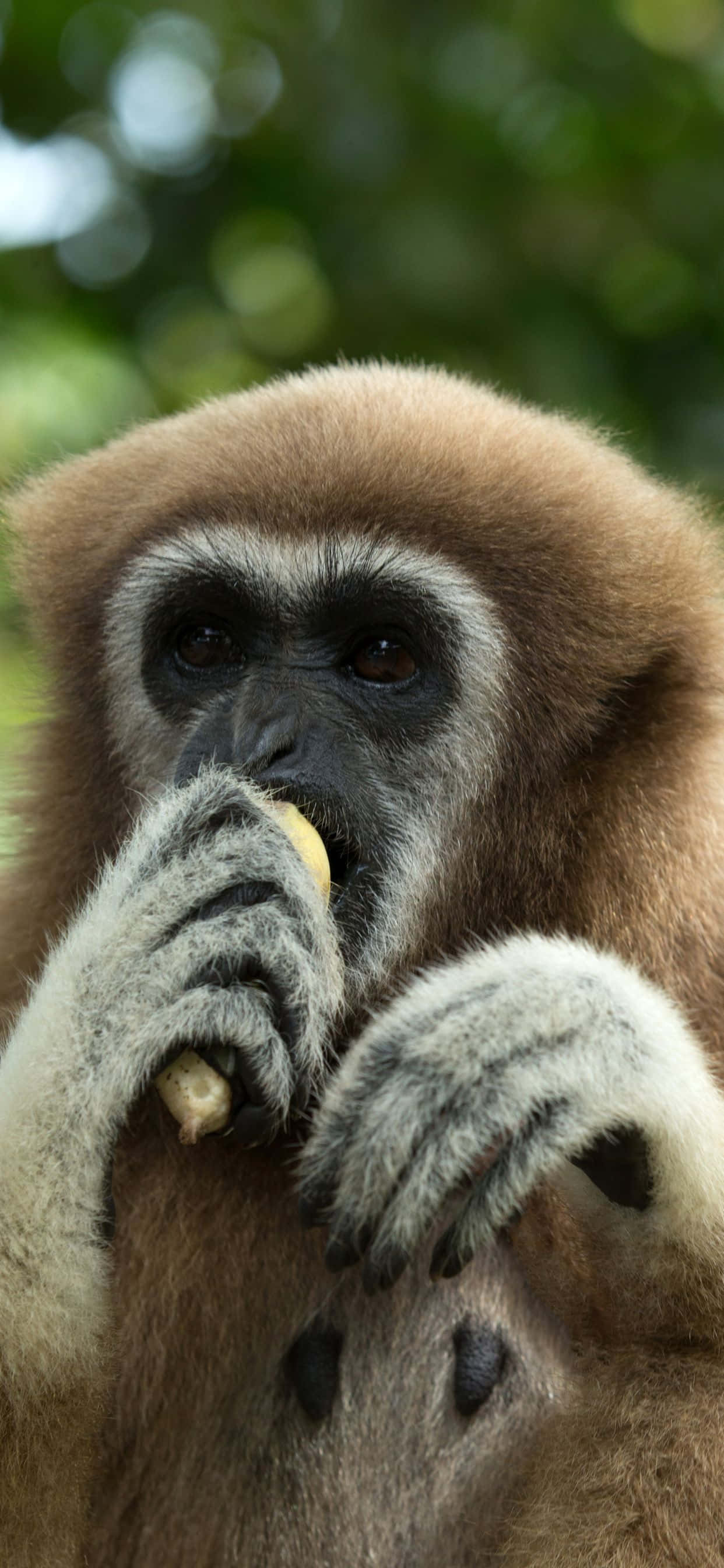 Beeld Gibbon wat ontspan op 'n Apple iPhone Xs Max Muurpapier