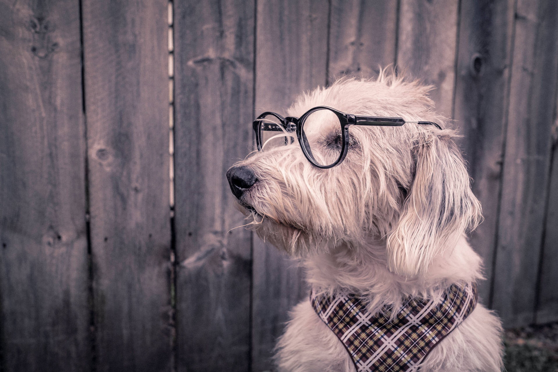 Wit nerdy hond in 'n bril en serp agtergrond