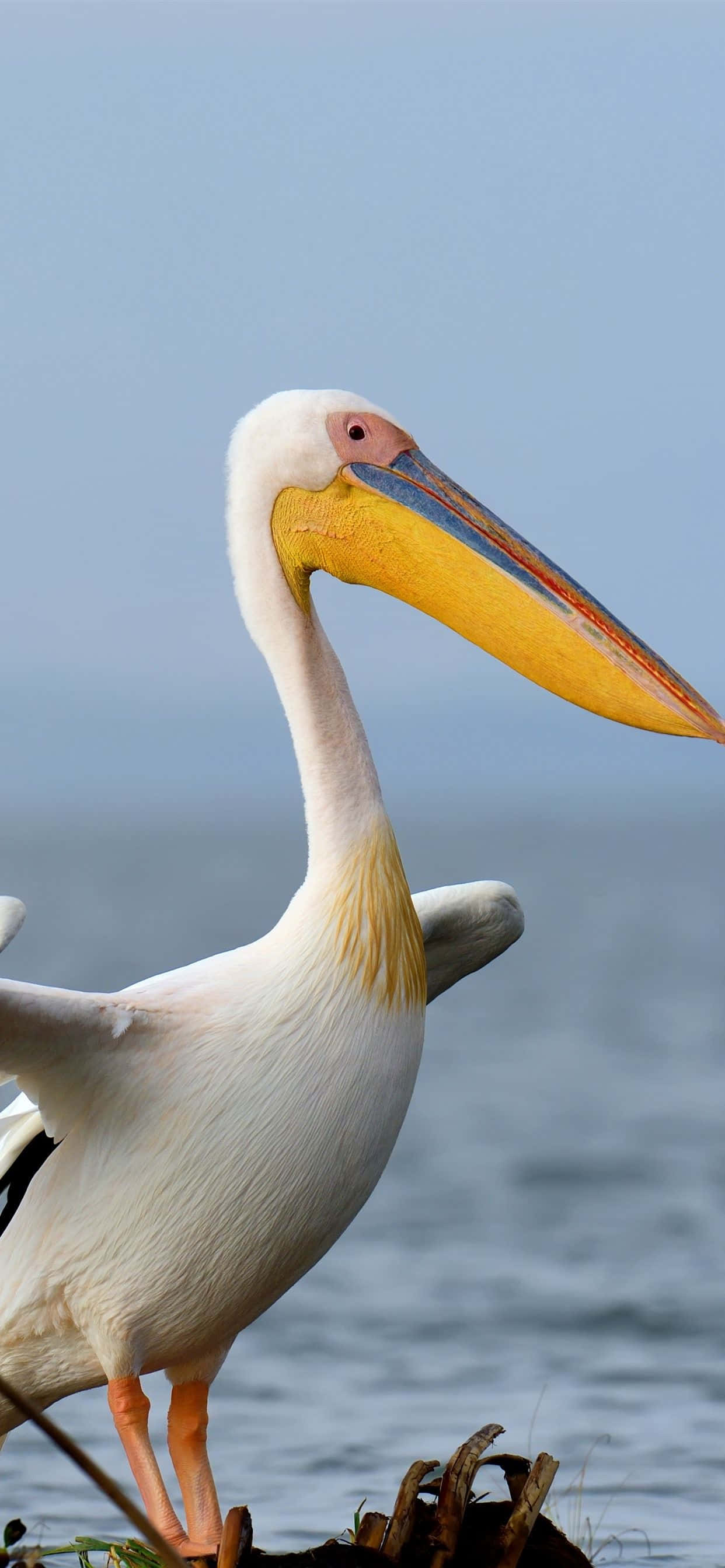 Beeld Pelikane naby die strandlyn Muurpapier
