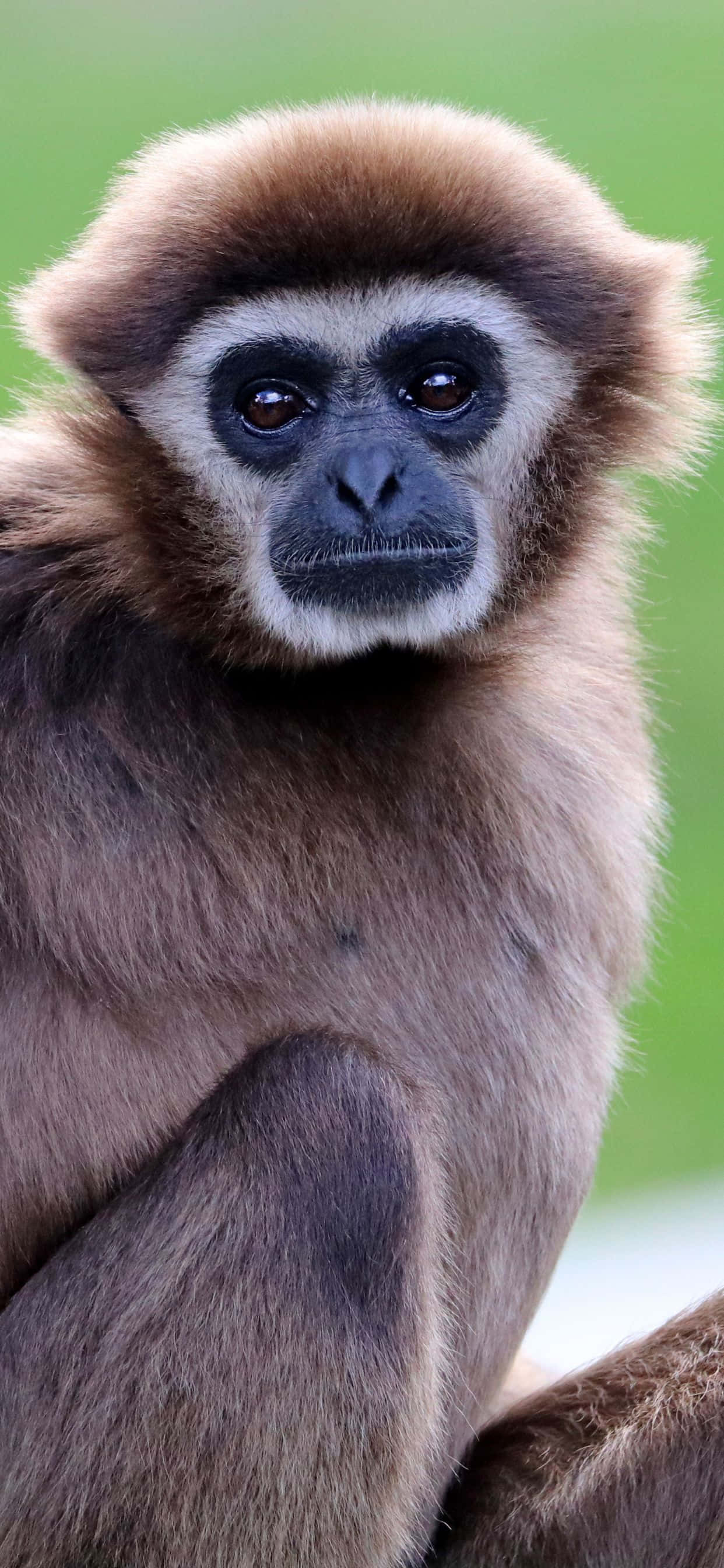 Beeld “Pret en Kleurvolle iPhone XS Max Gibbon Agtergrond” Muurpapier