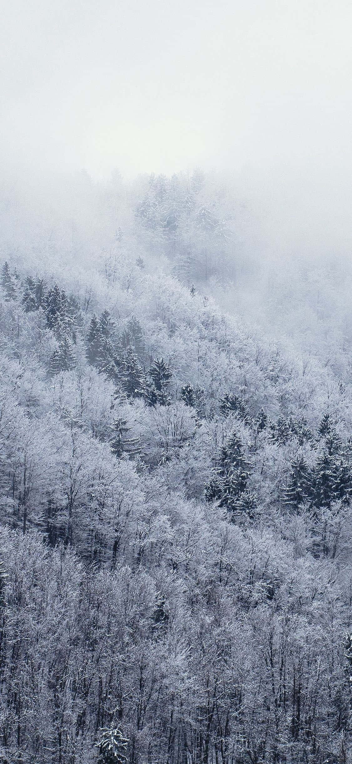 Beeld Verken die Wit Winter Wonderland met die Sneeu iPhone Muurpapier